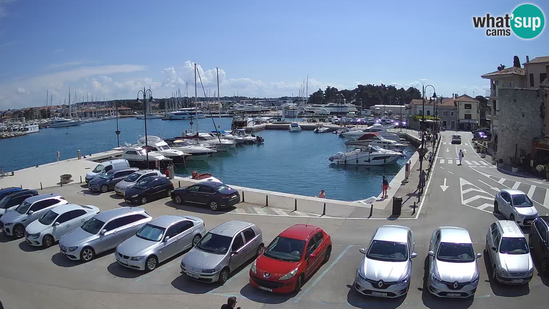 Novigrad | Porporela marina