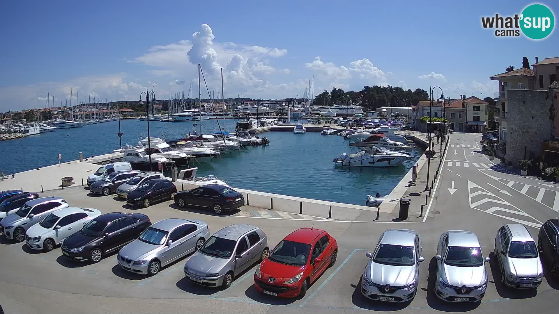Novigrad | Porporela marina
