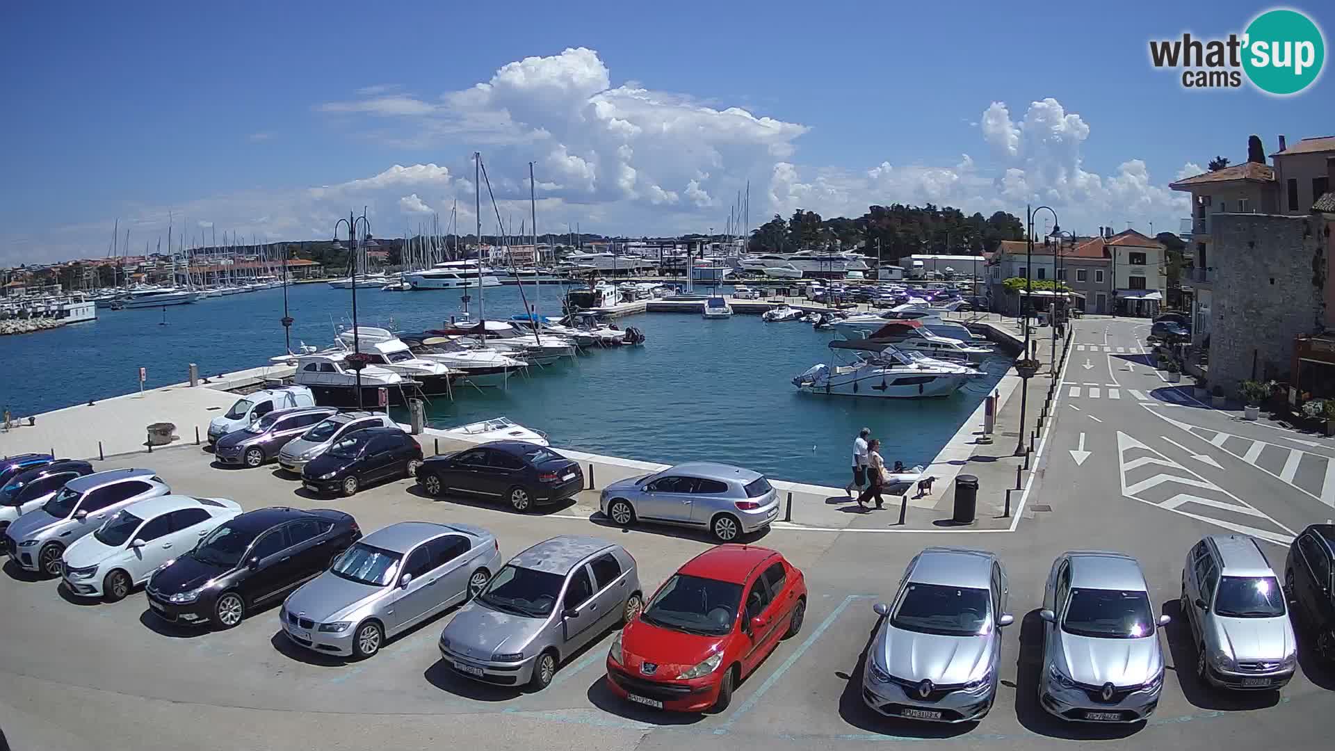 Novigrad | Porporela marina