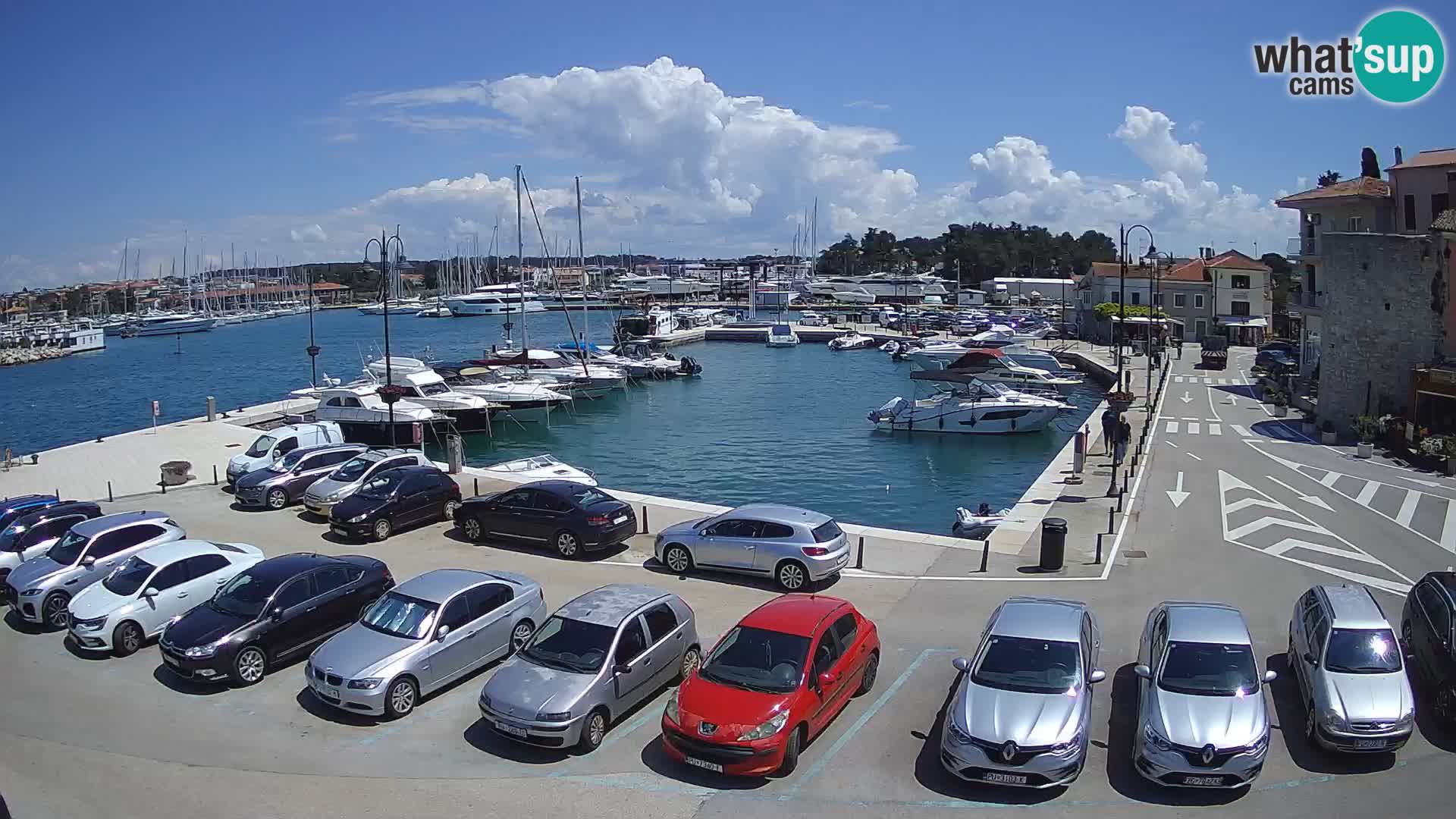 Novigrad | Porporela marina