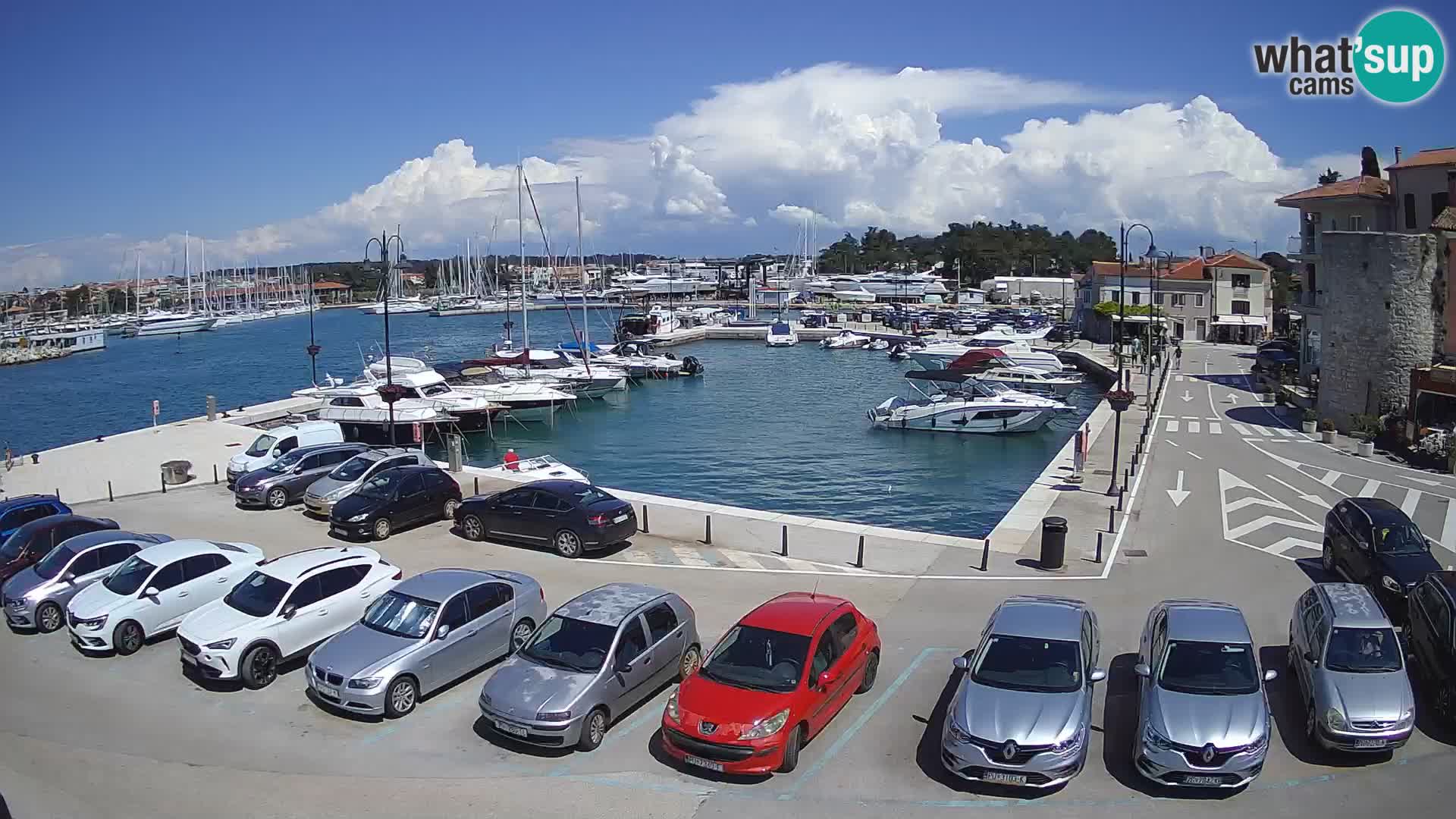 Novigrad | Porporela marina