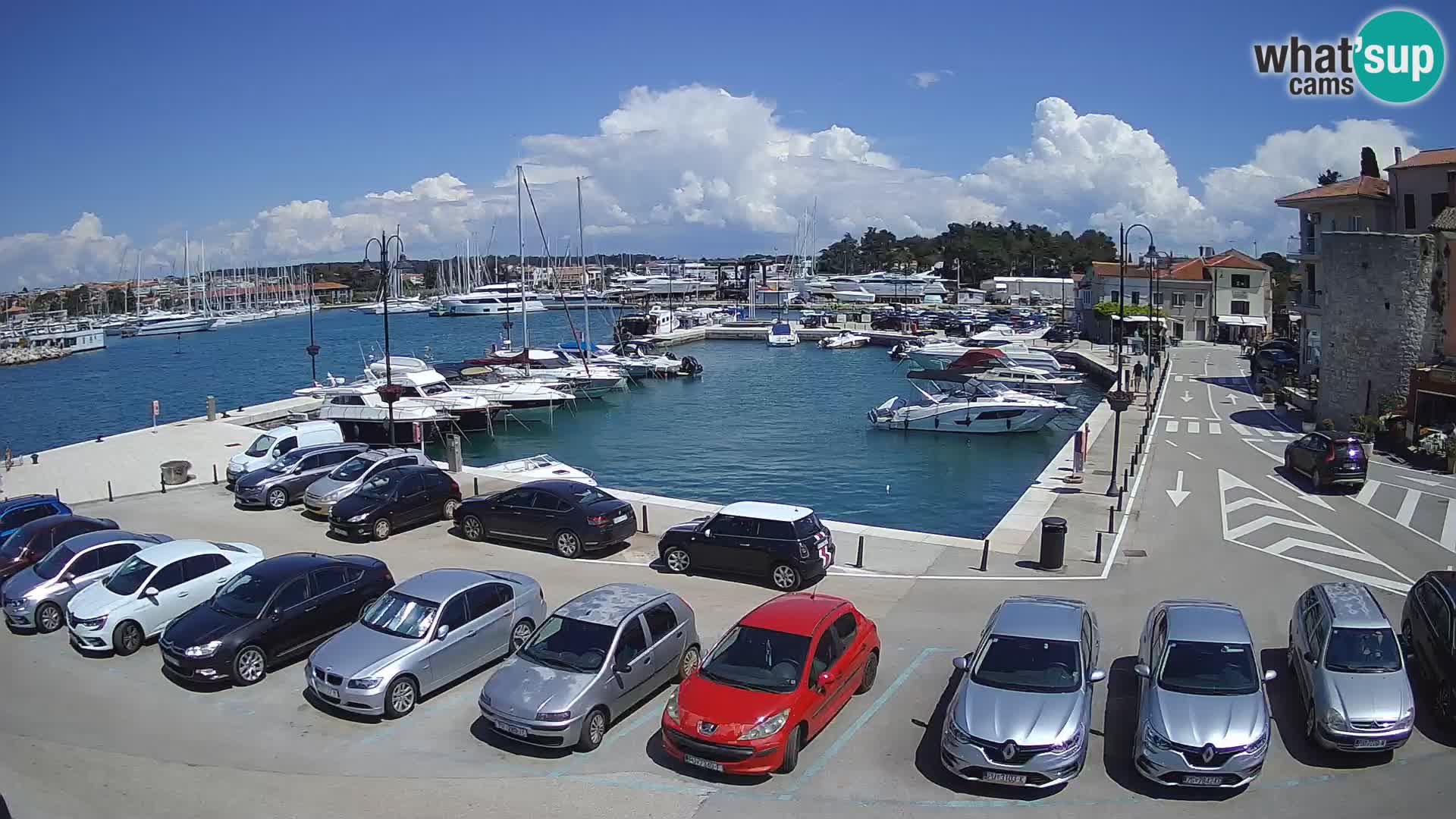 Novigrad | Porporela marina