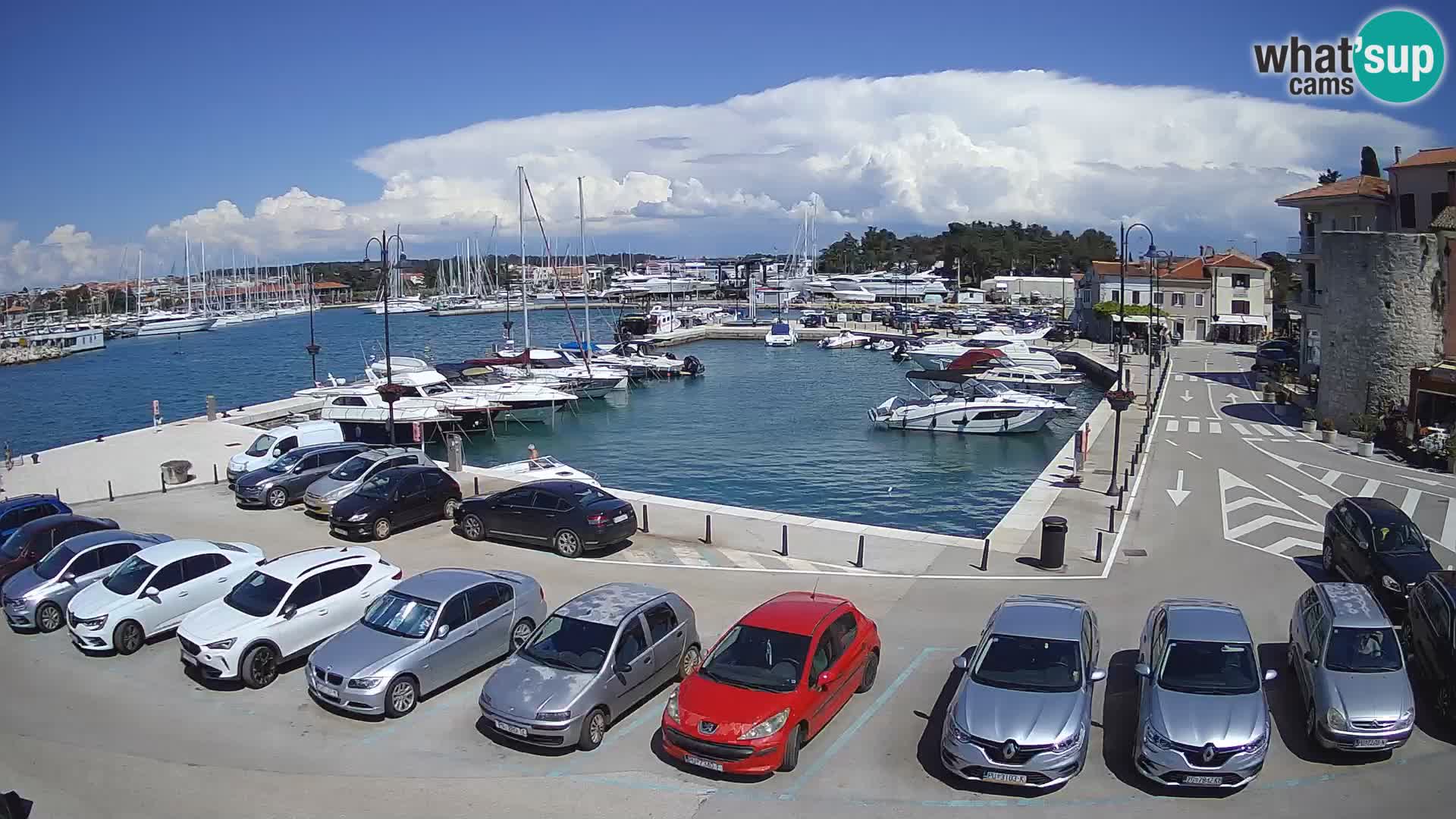 Novigrad | Porporela marina