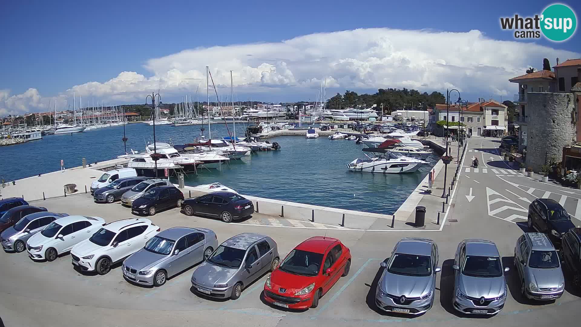Novigrad | Porporela marina