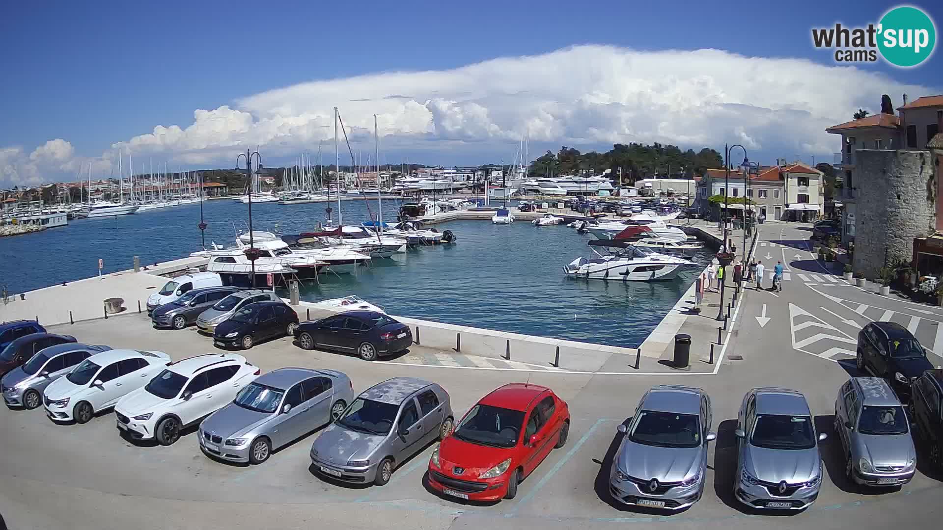 Novigrad | Porporela marina