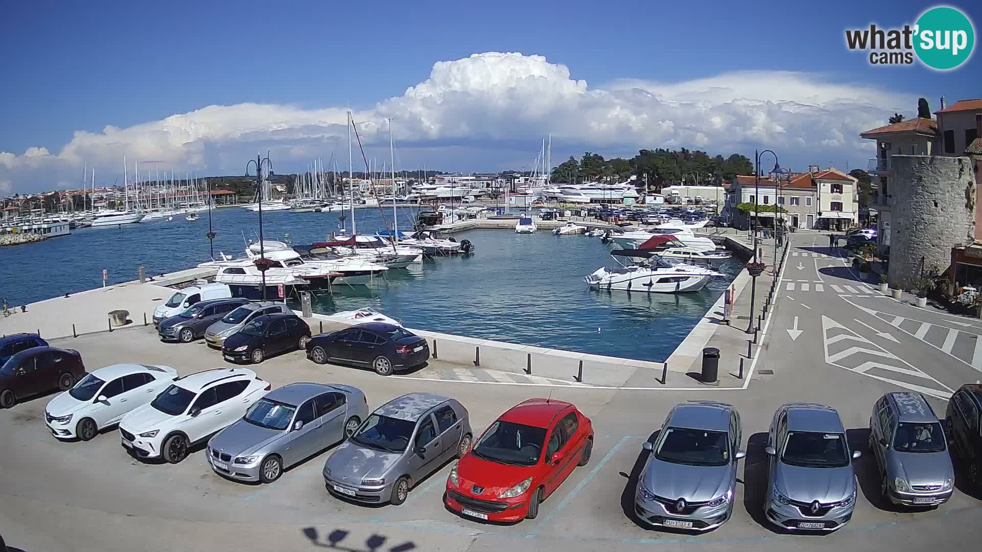 Novigrad | Porporela marina