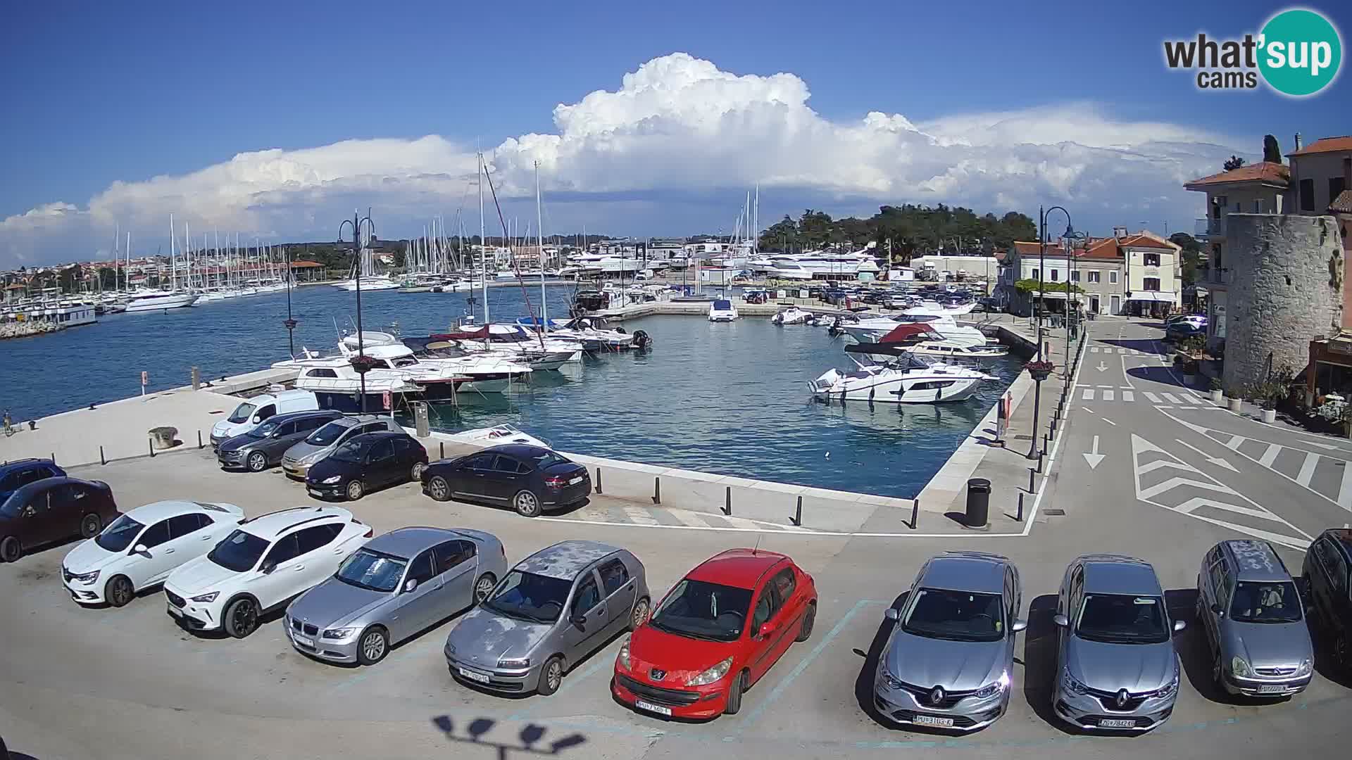 Novigrad | Porporela marina
