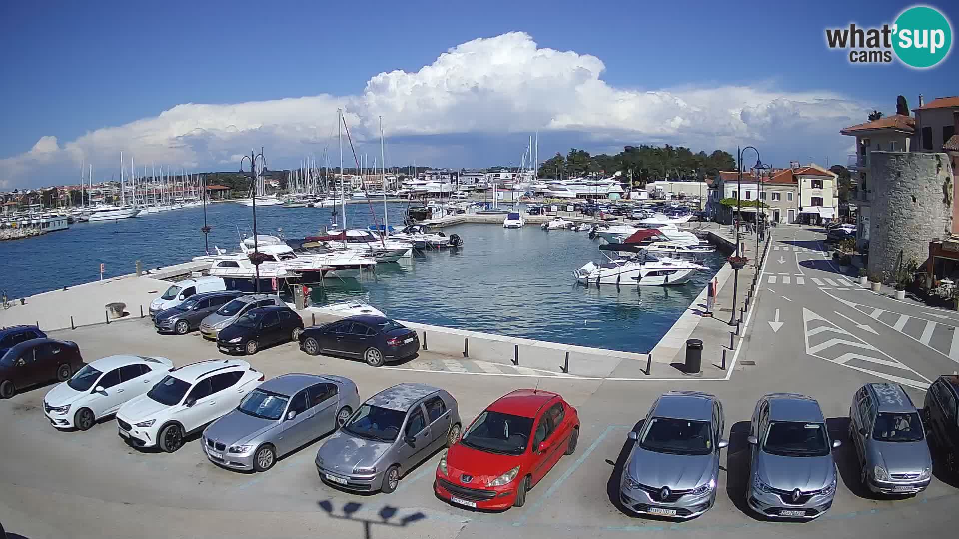 Novigrad | Porporela marina
