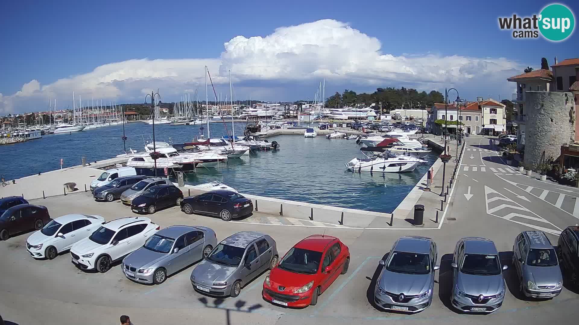 Novigrad | Porporela marina