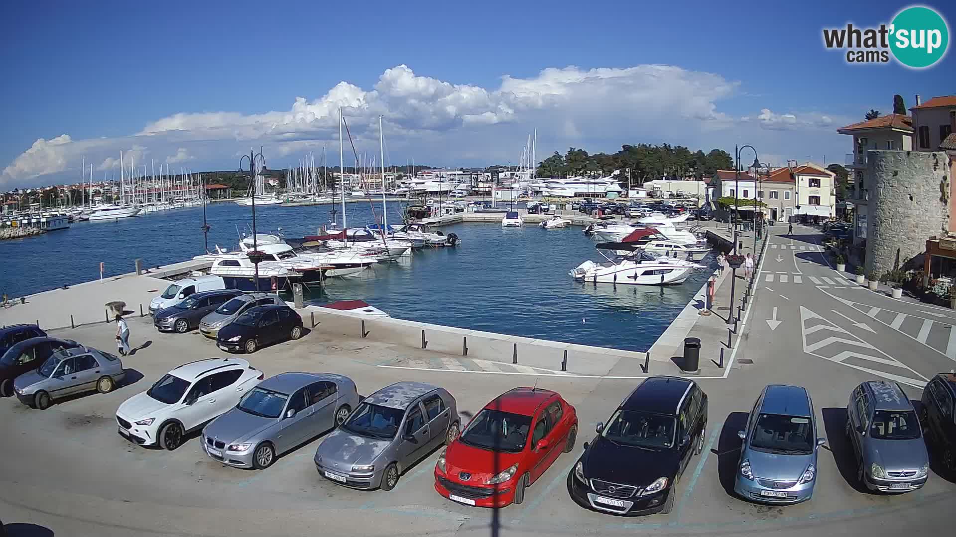Novigrad | Porporela marina