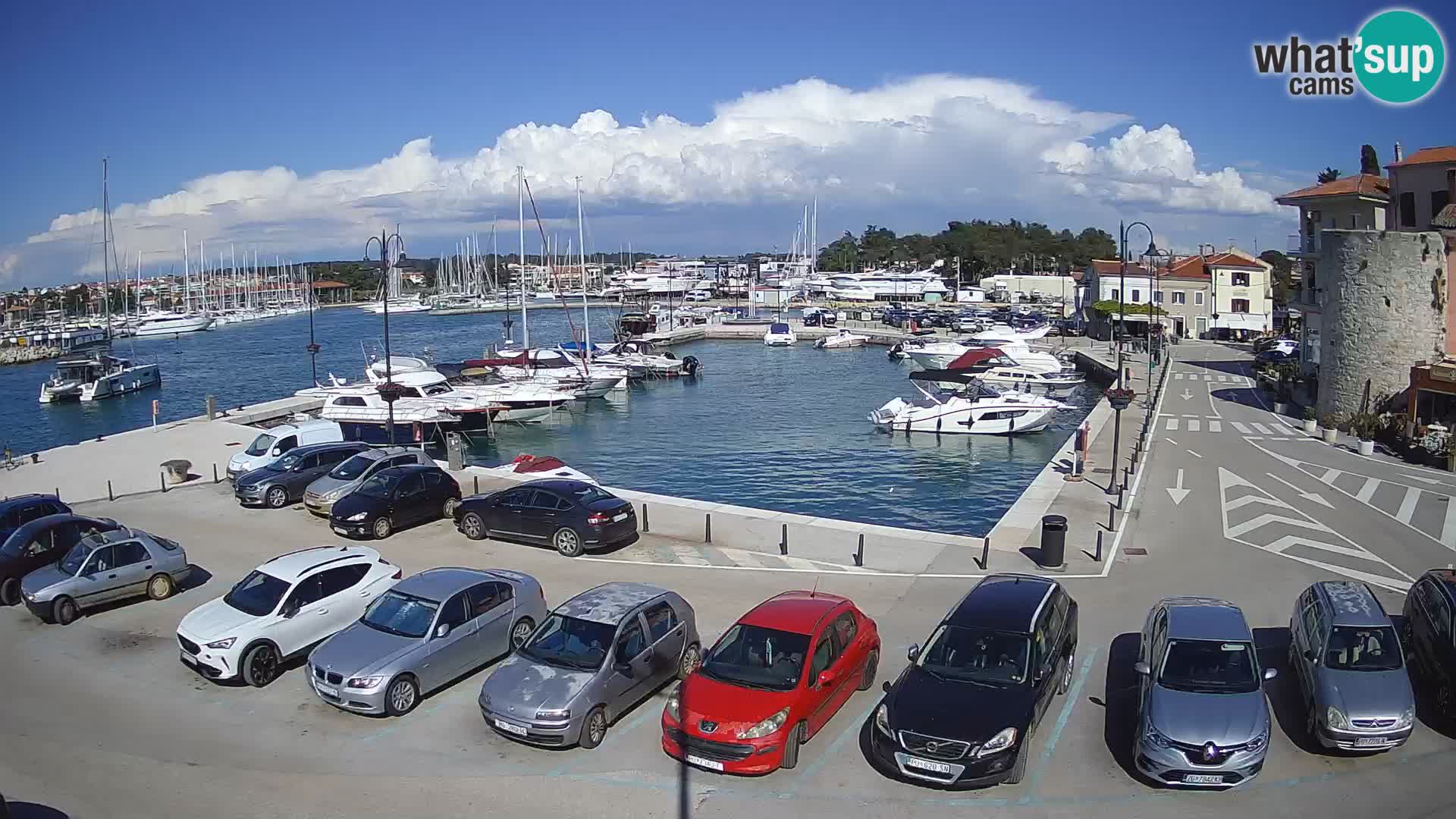 Novigrad | Porporela marina