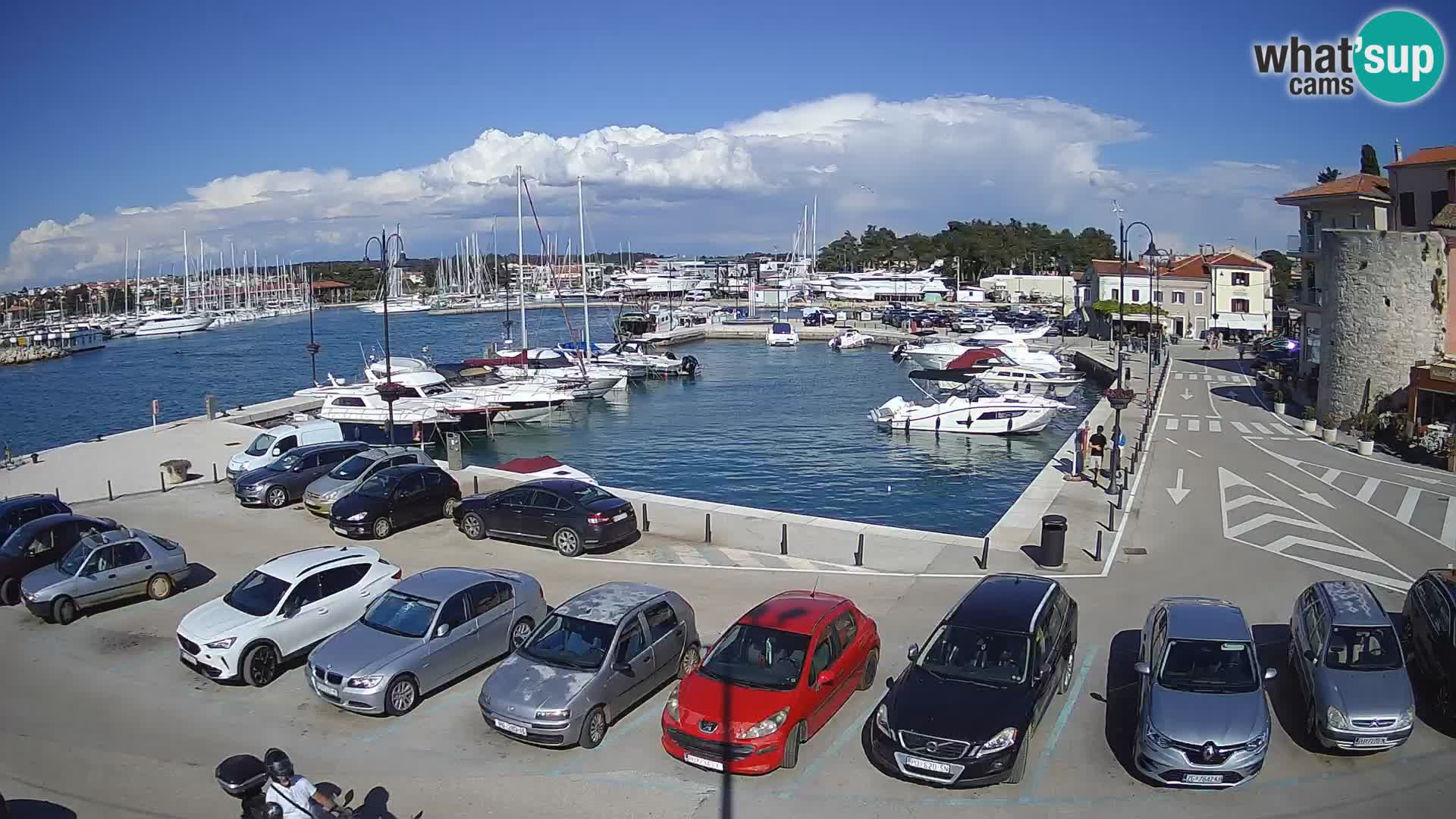 Novigrad | Porporela marina