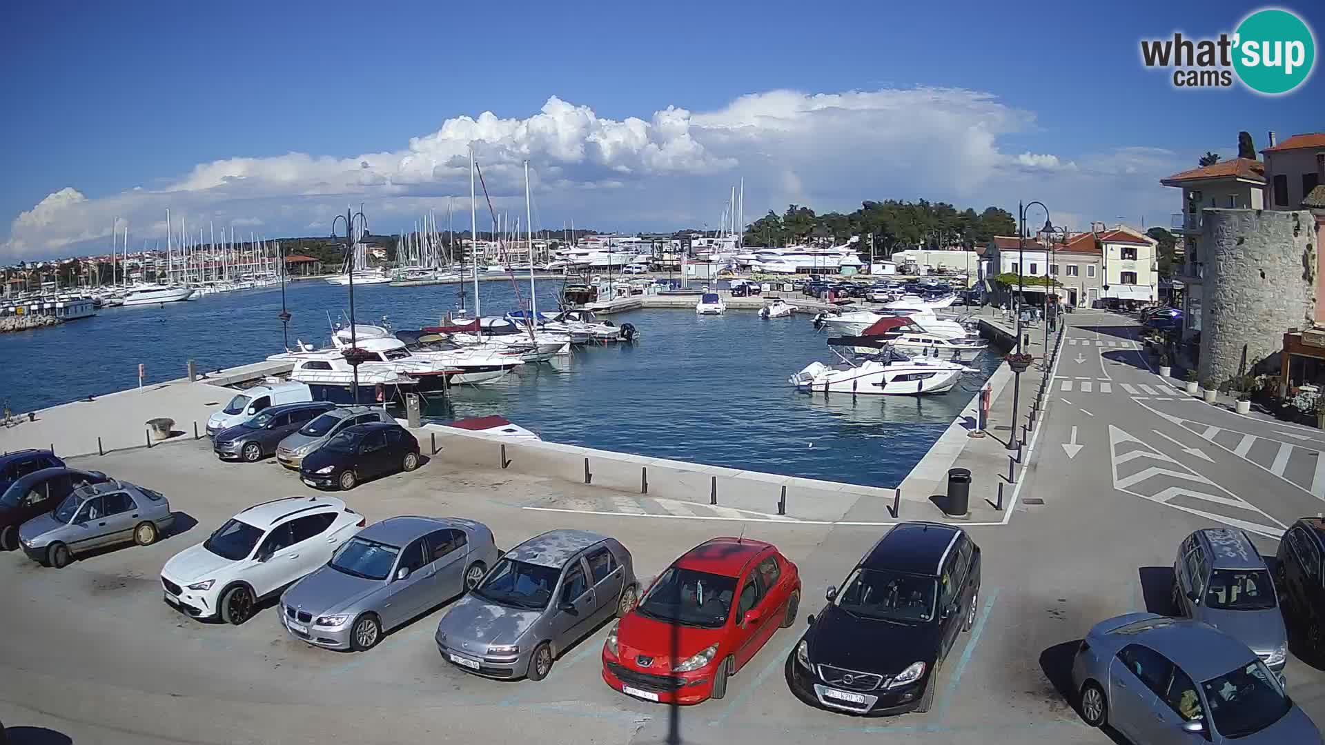 Novigrad | Porporela marina