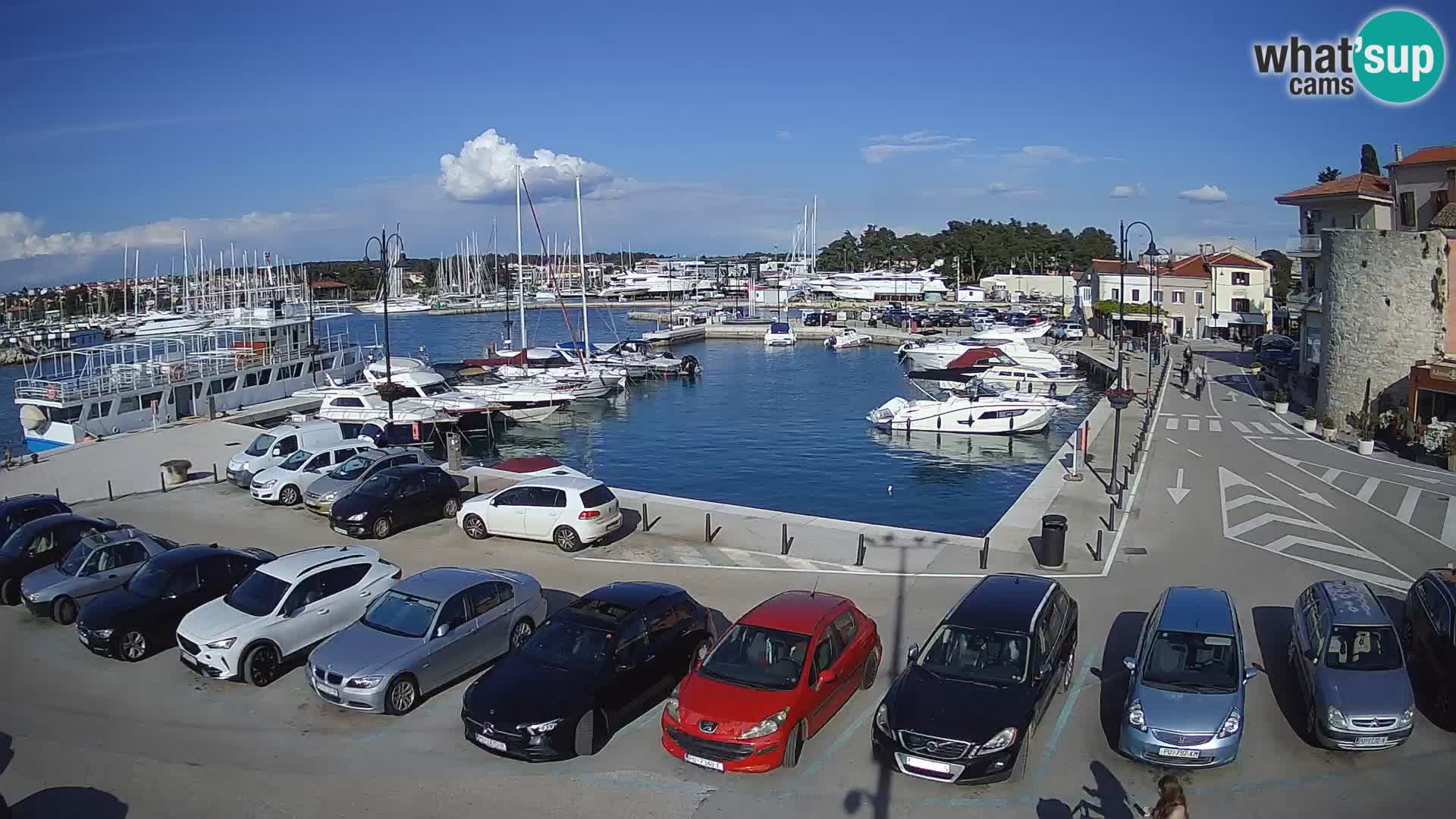 Novigrad | Porporela marina