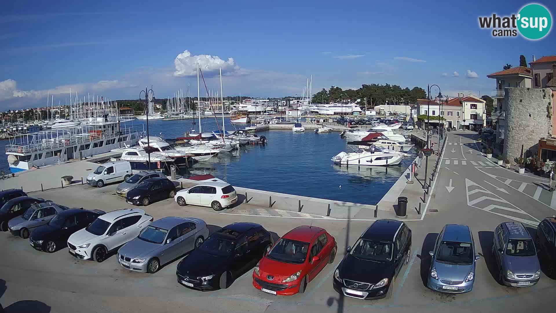 Novigrad | Porporela marina