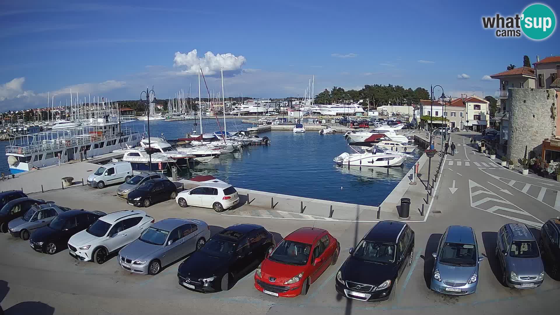 Novigrad | Porporela marina