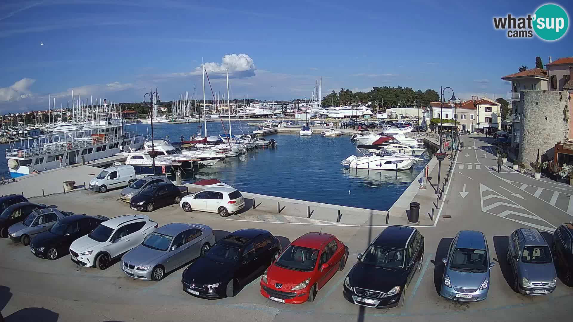 Novigrad | Porporela marina