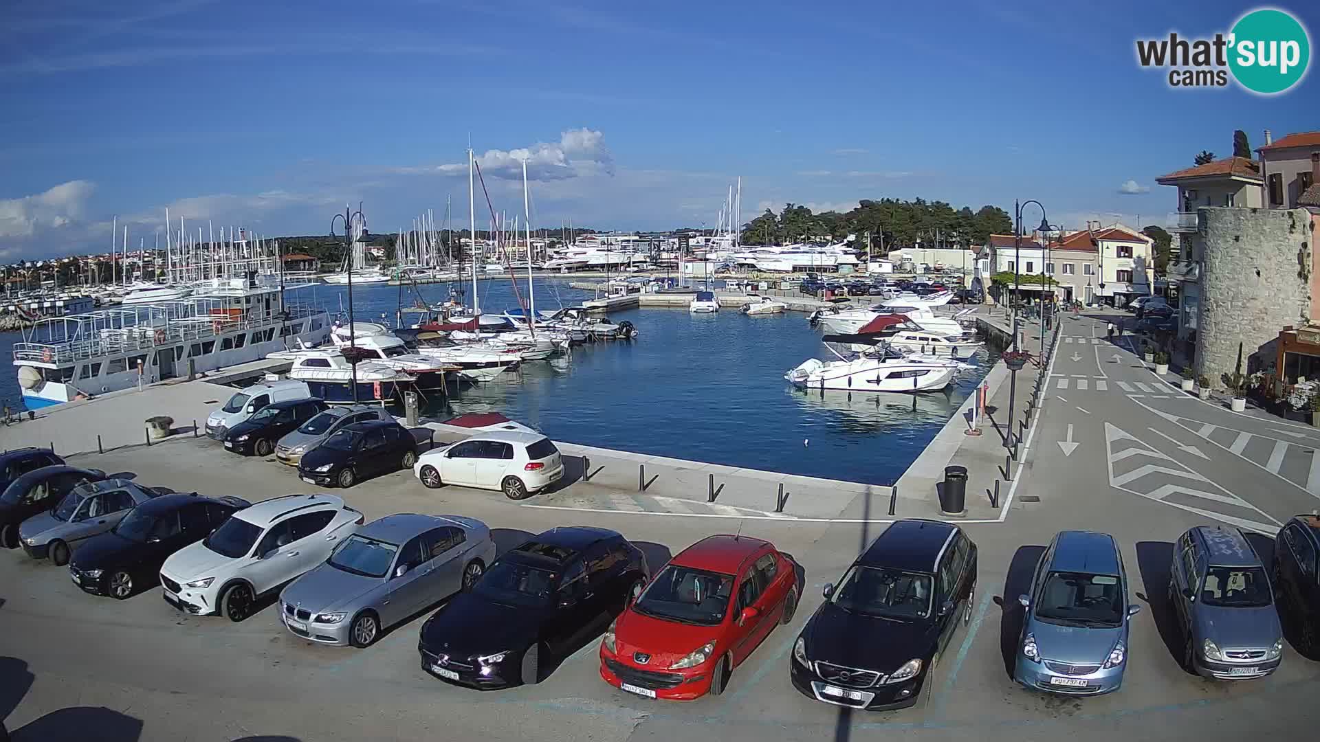 Novigrad | Porporela marina
