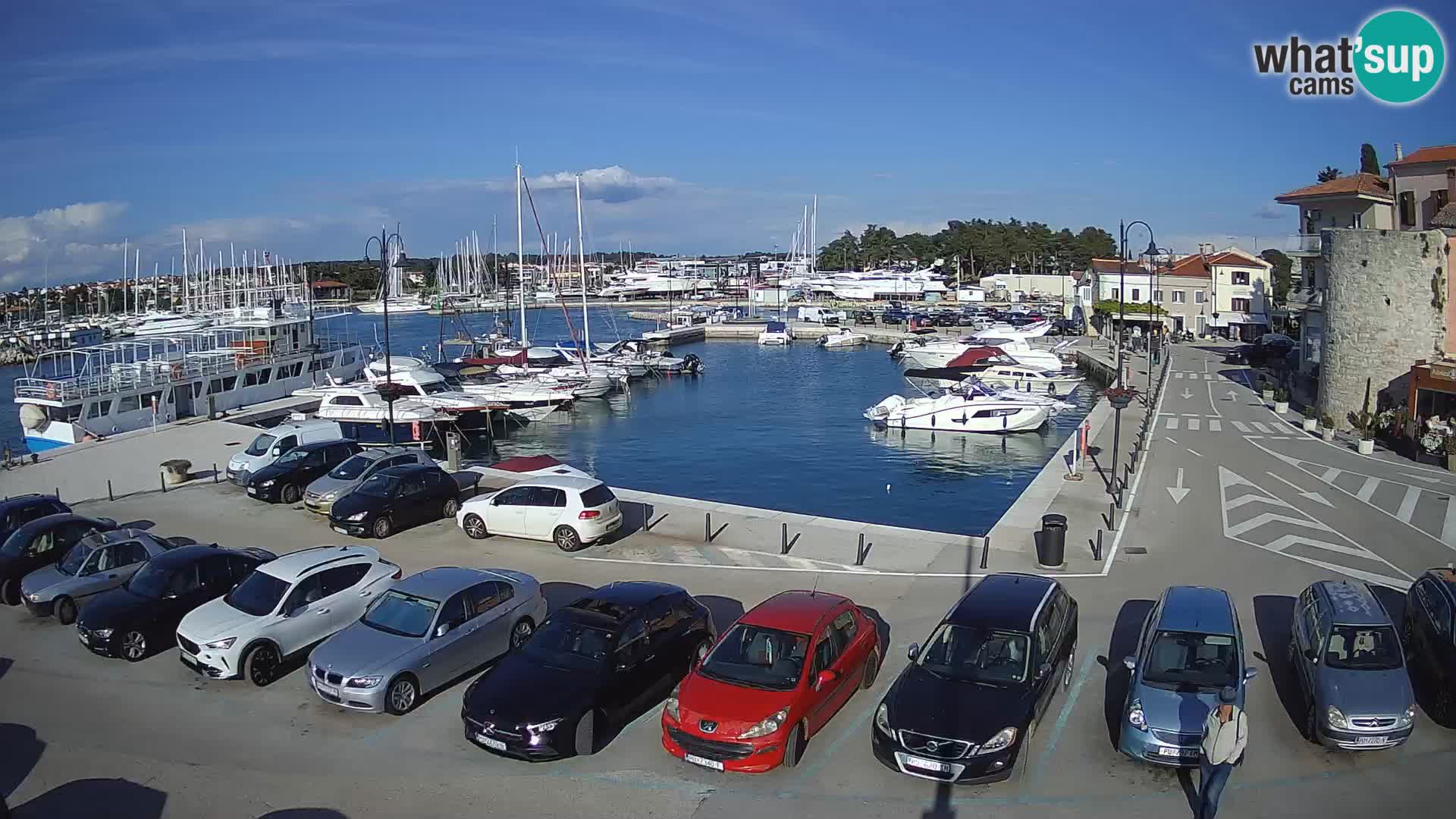 Novigrad | Porporela marina