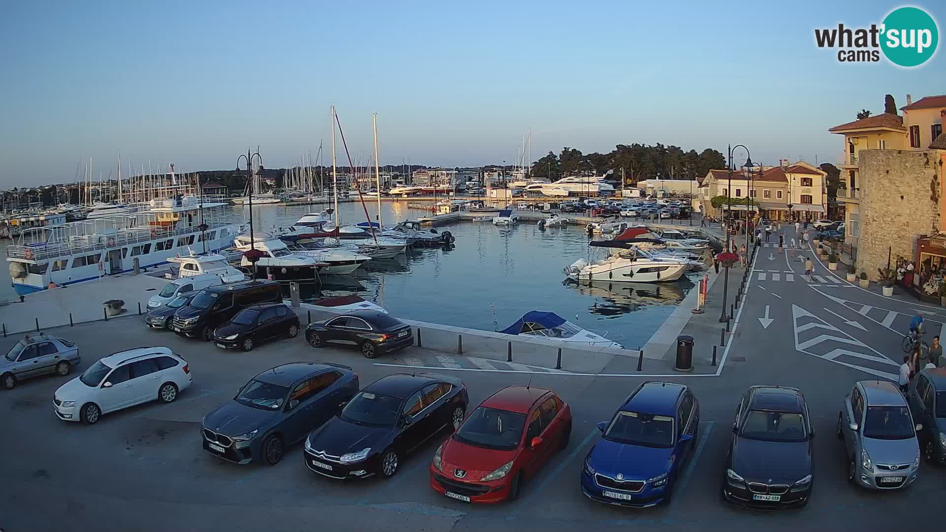 Novigrad | Porporela marina