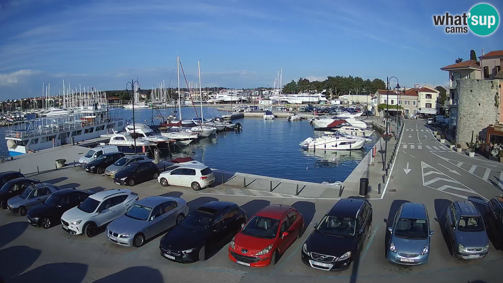Novigrad | Porporela marina