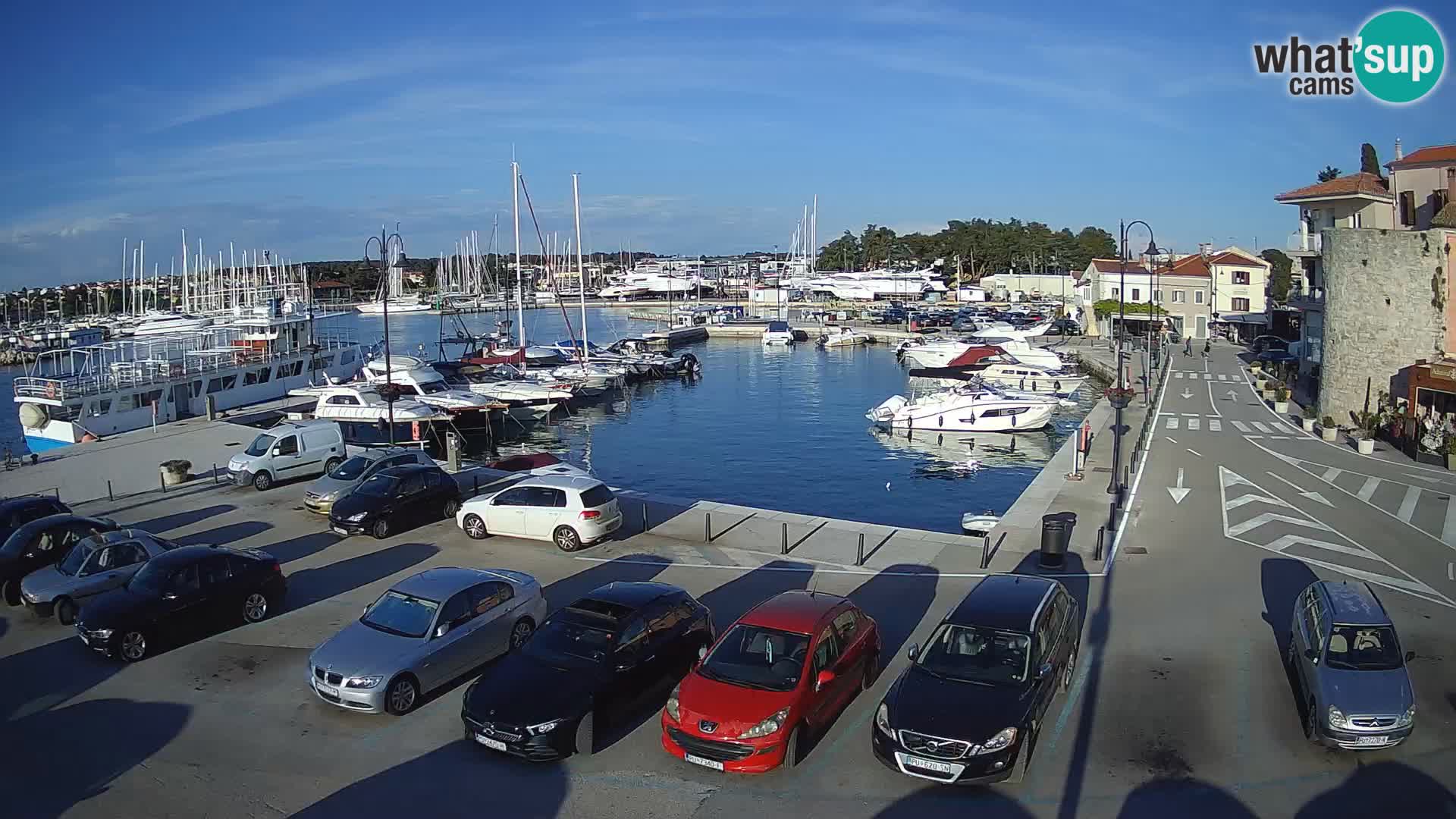 Novigrad | Porporela marina