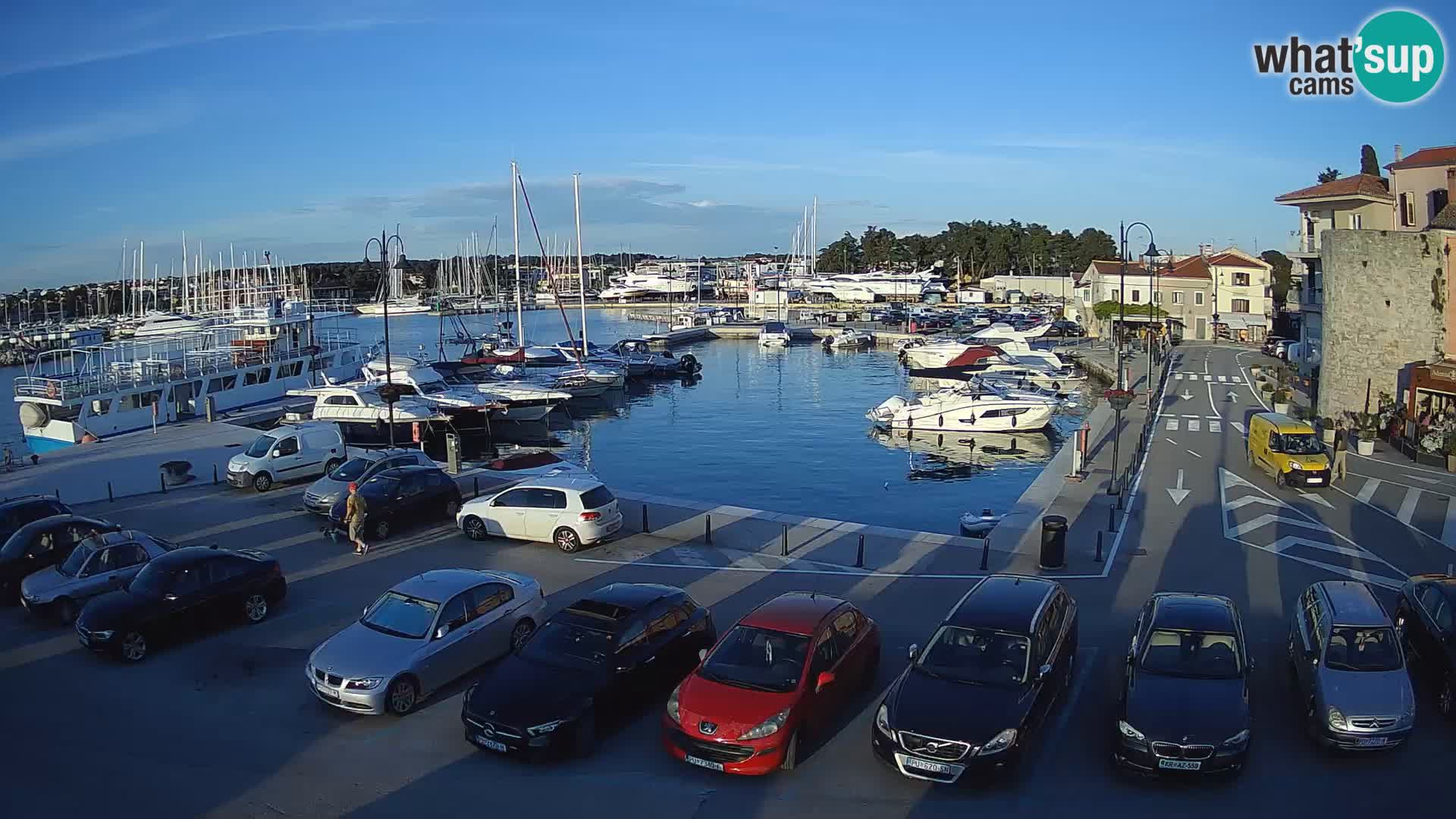 Novigrad | Porporela marina