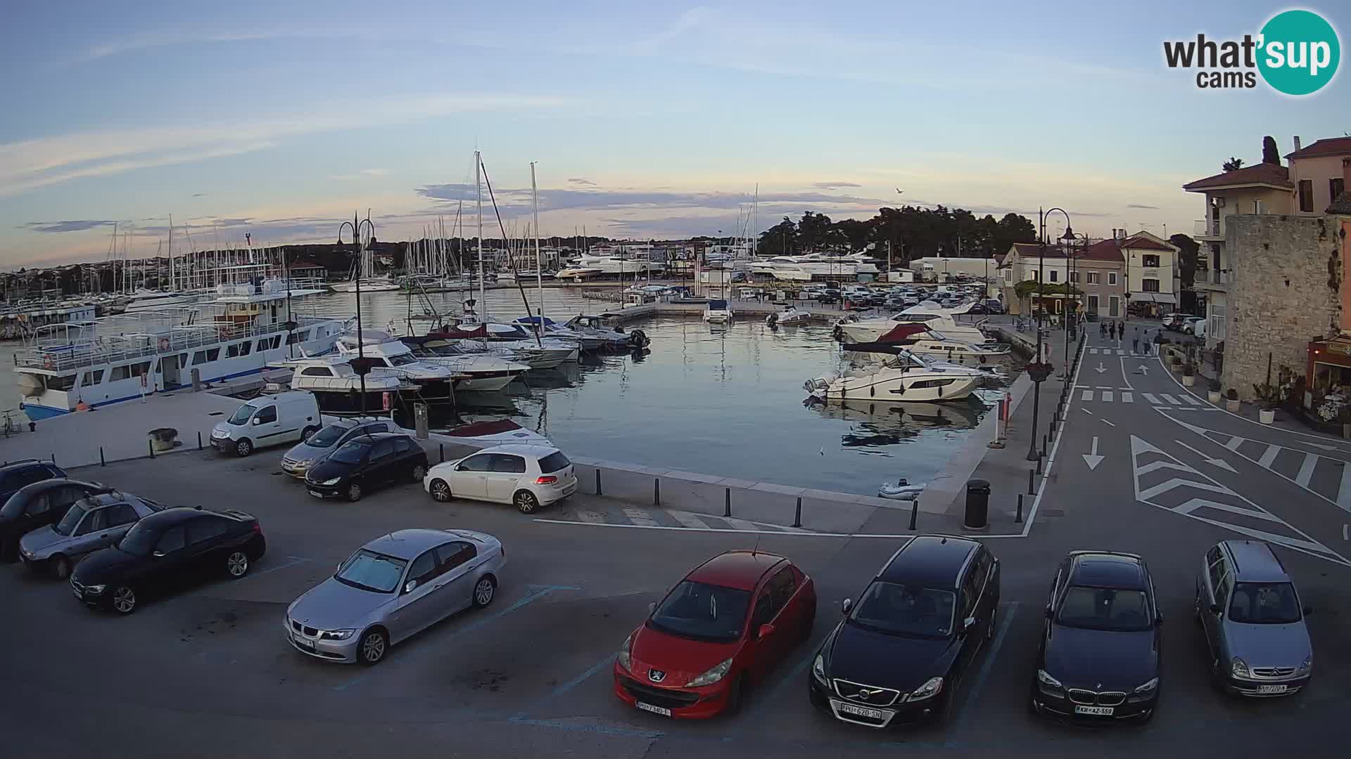 Novigrad | Porporela marina