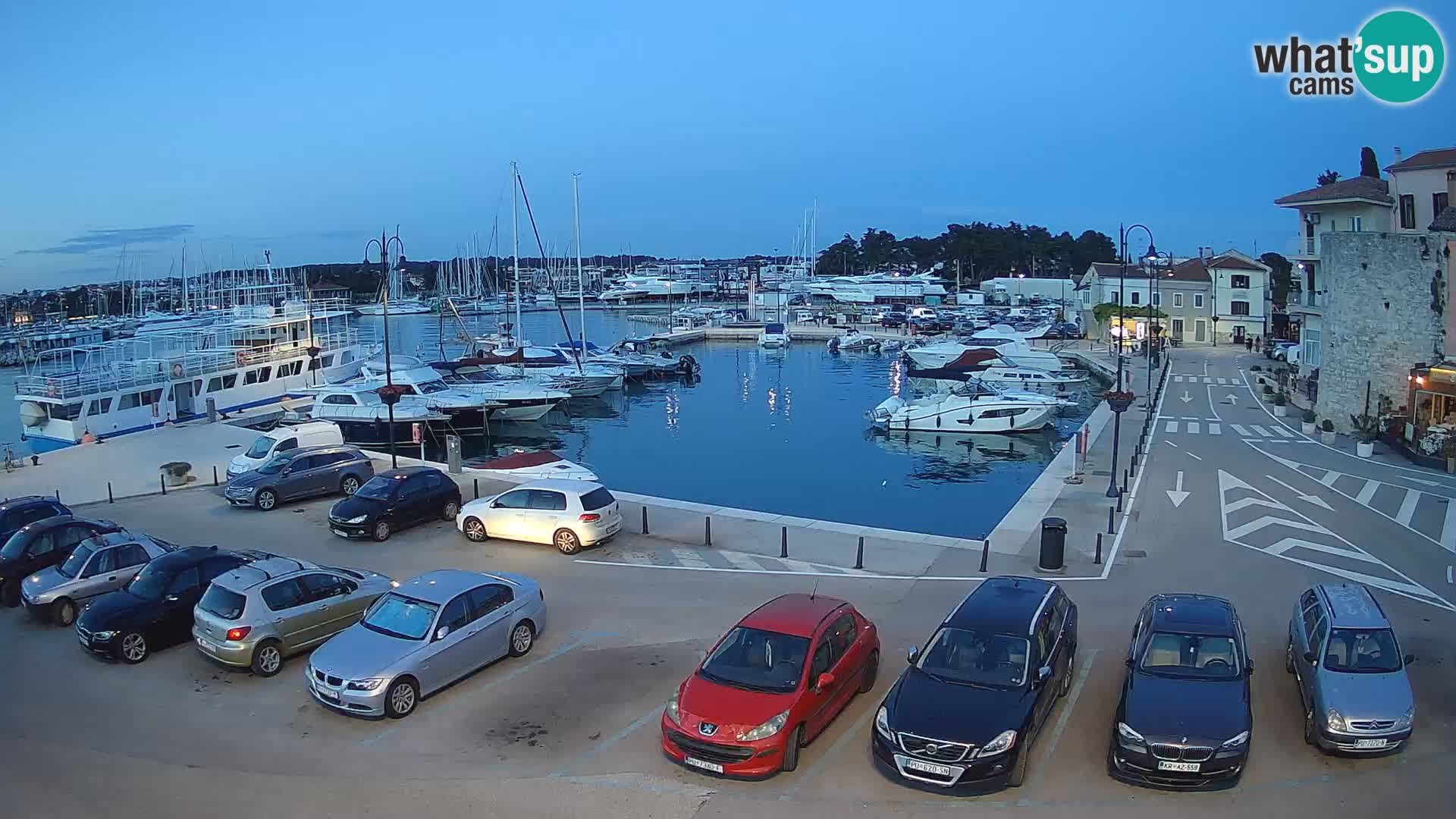 Novigrad | Porporela marina