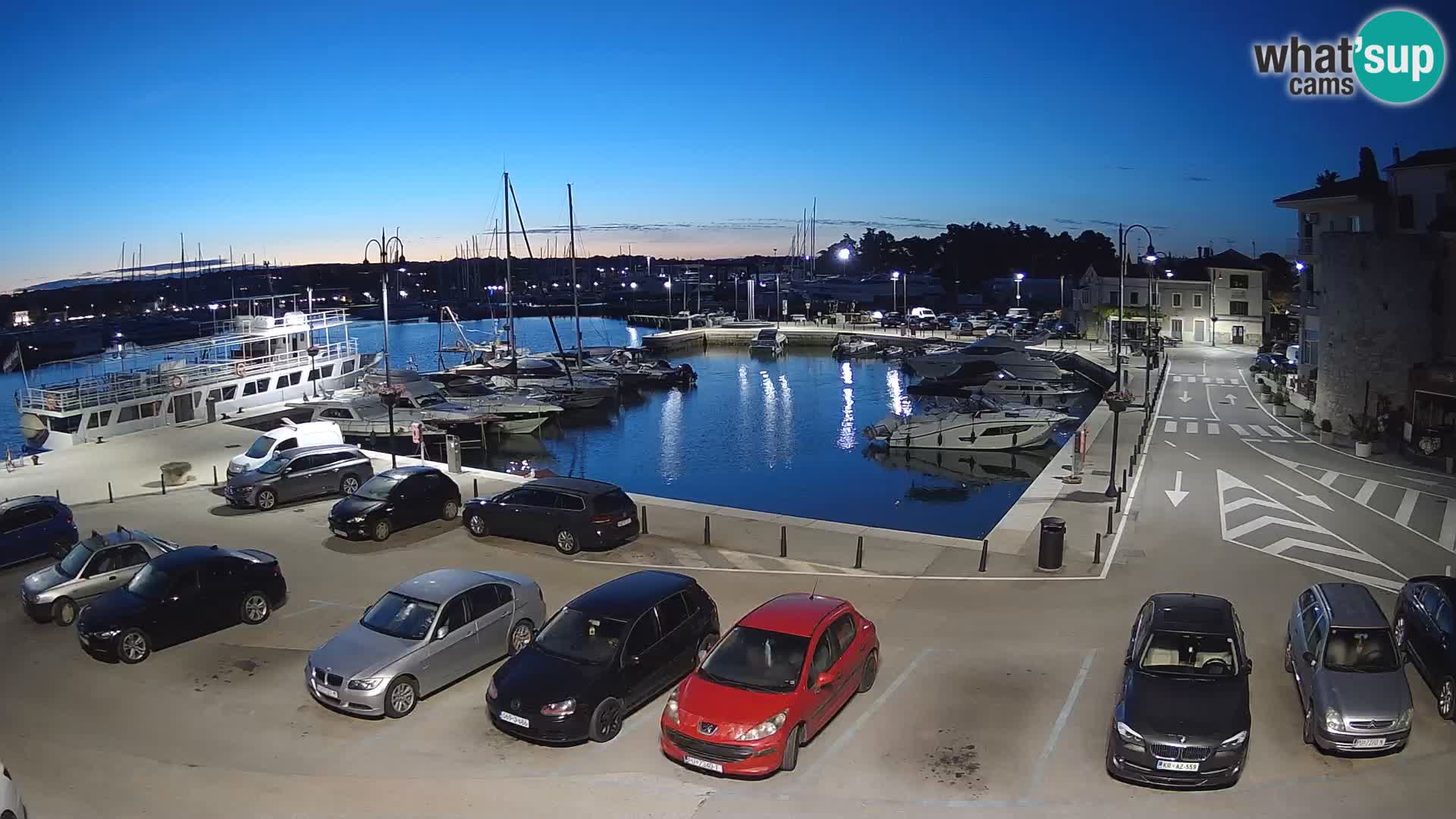 Novigrad | Porporela marina