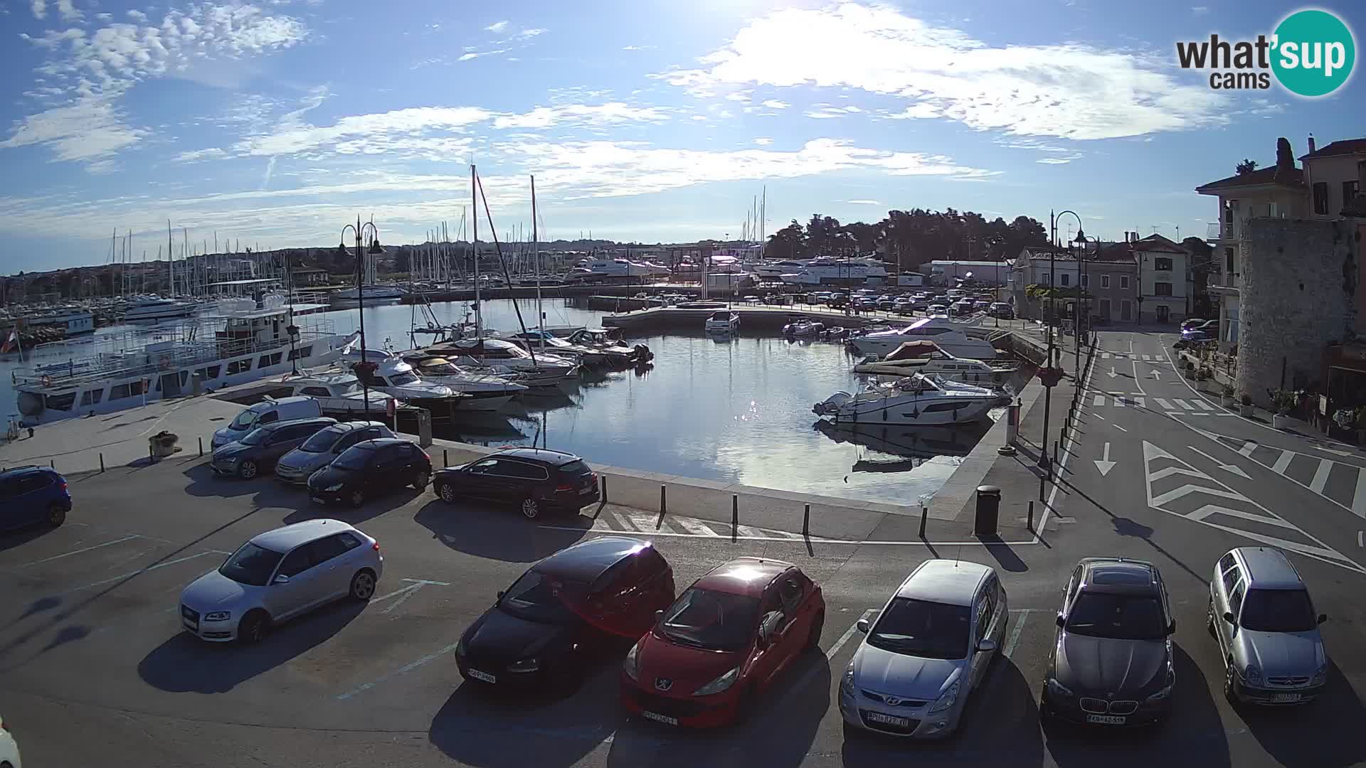 Novigrad | Porporela marina