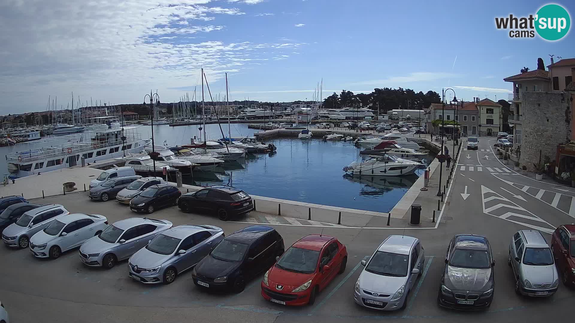 Novigrad | Porporela marina