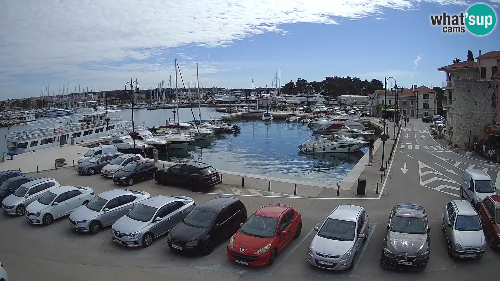 Novigrad | Porporela marina