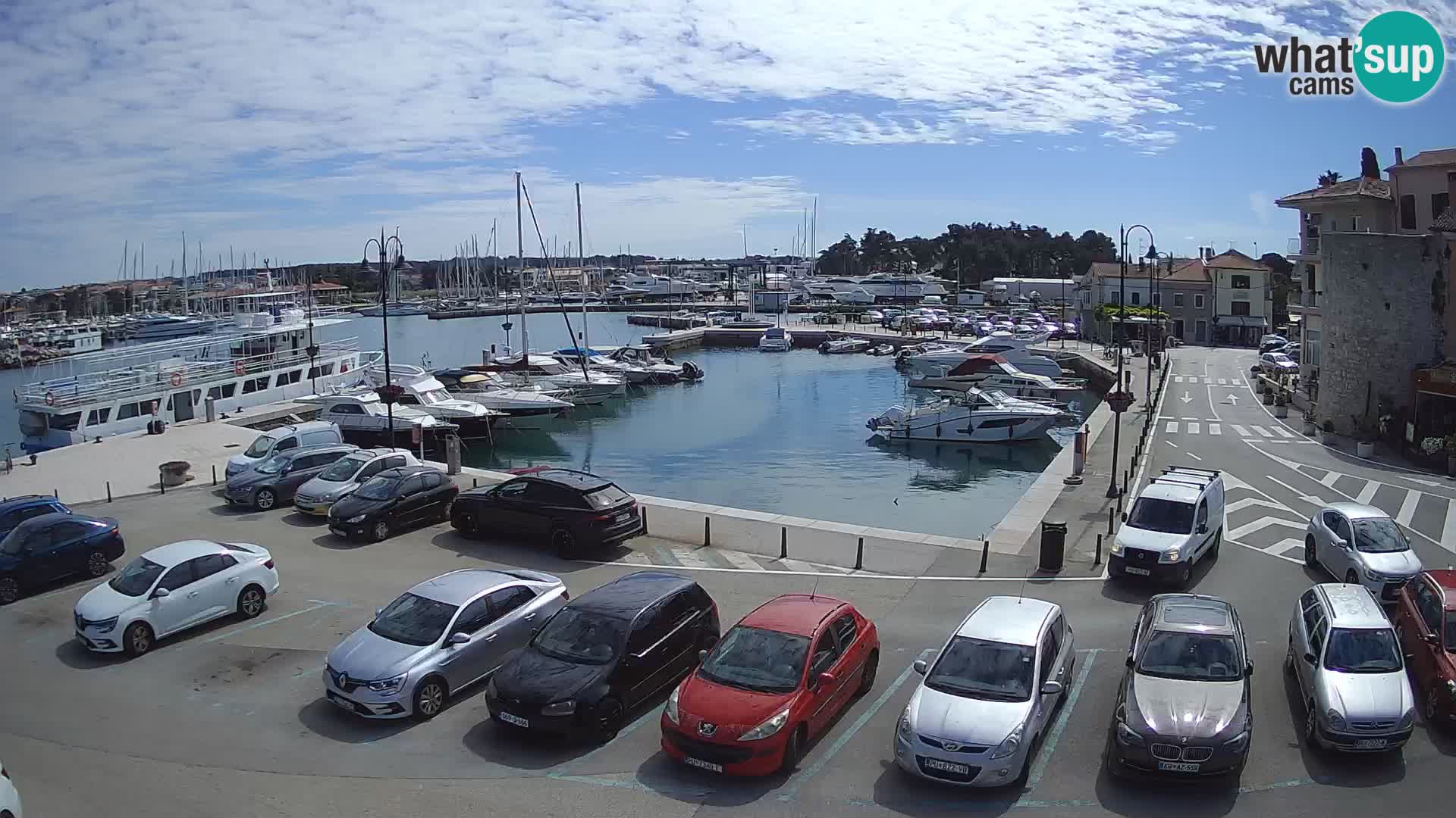 Novigrad | Porporela marina