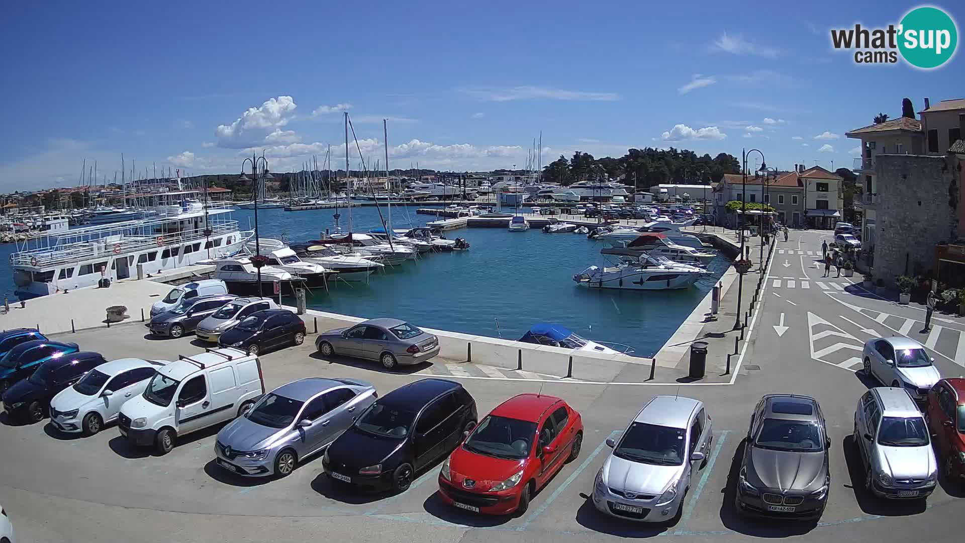 Novigrad | Porporela marina