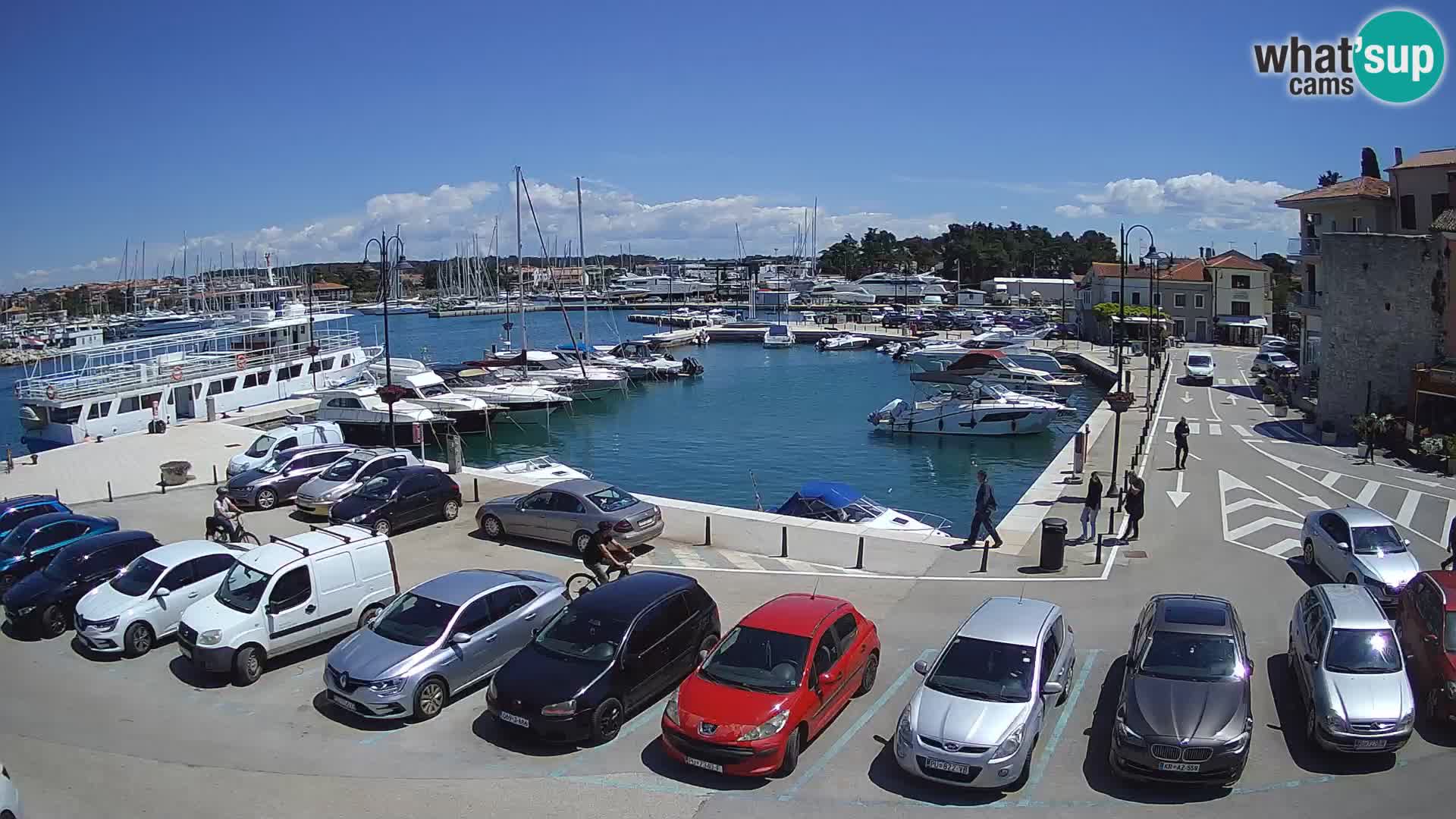 Novigrad | Porporela marina