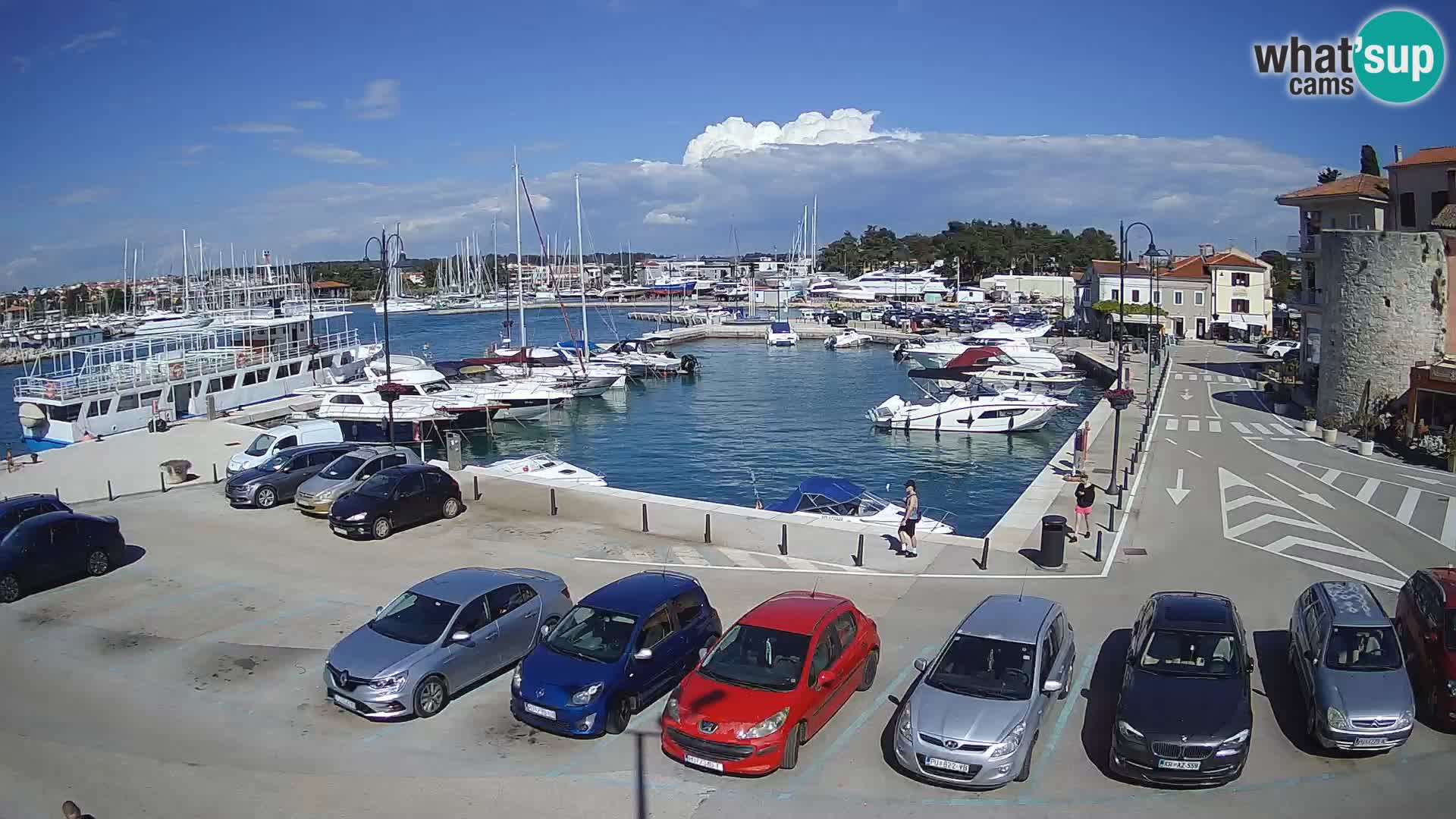 Novigrad | Porporela marina