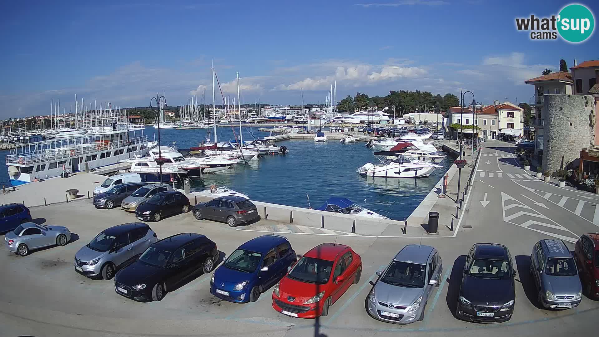 Novigrad | Porporela marina