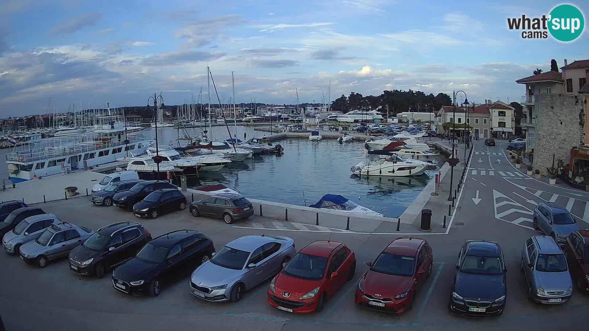 Novigrad | Porporela marina