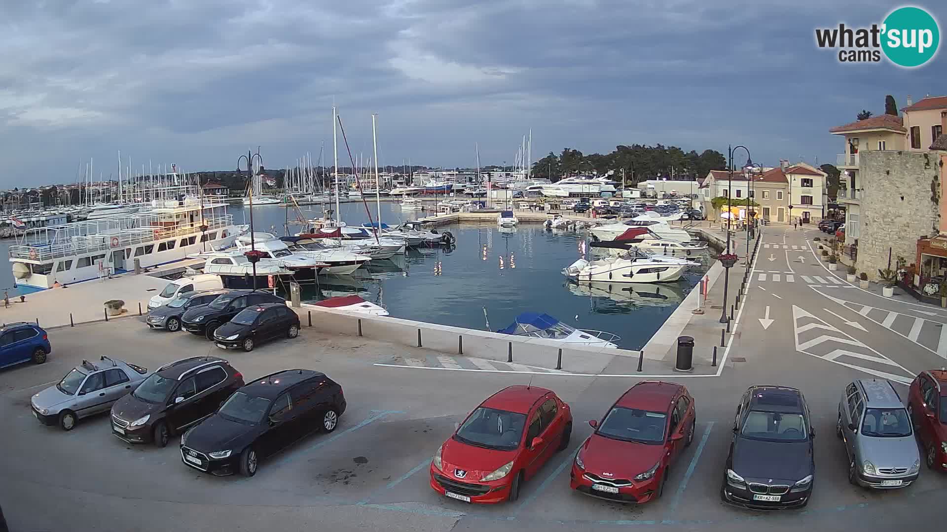 Novigrad | Porporela marina