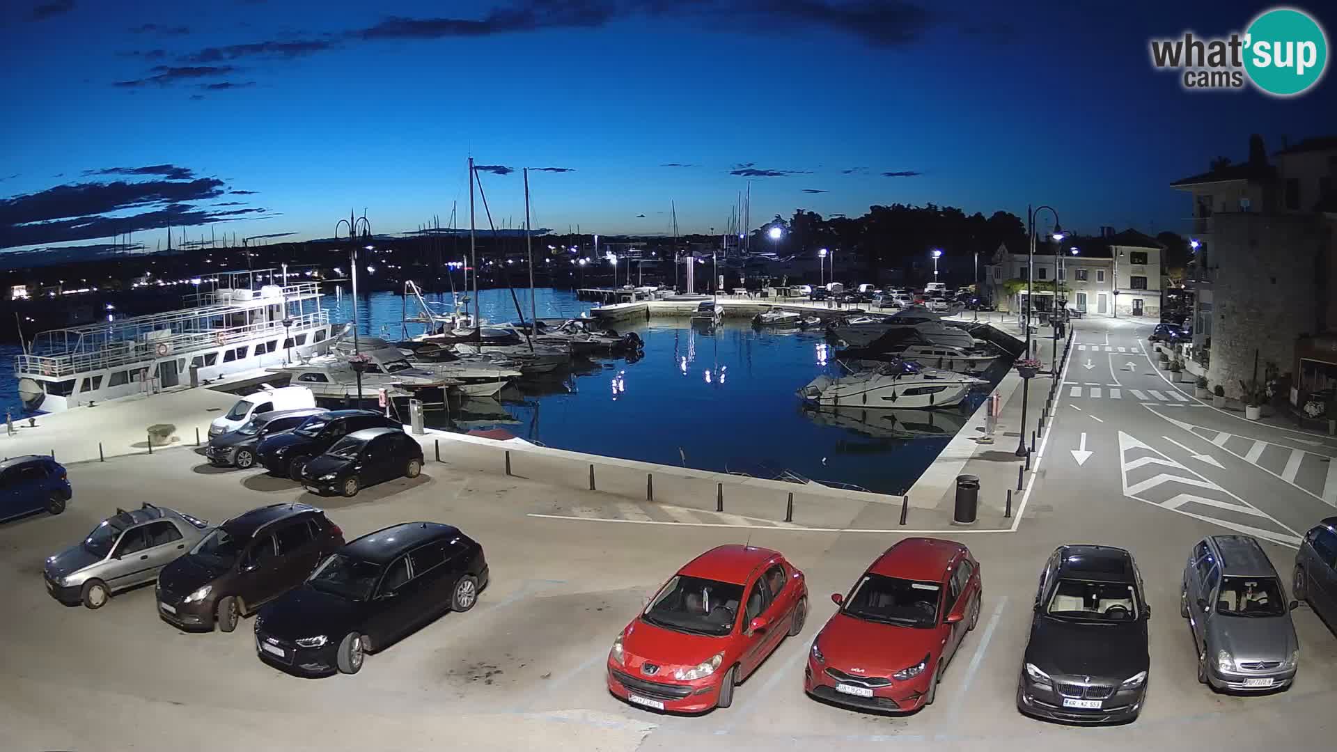 Novigrad | Porporela marina