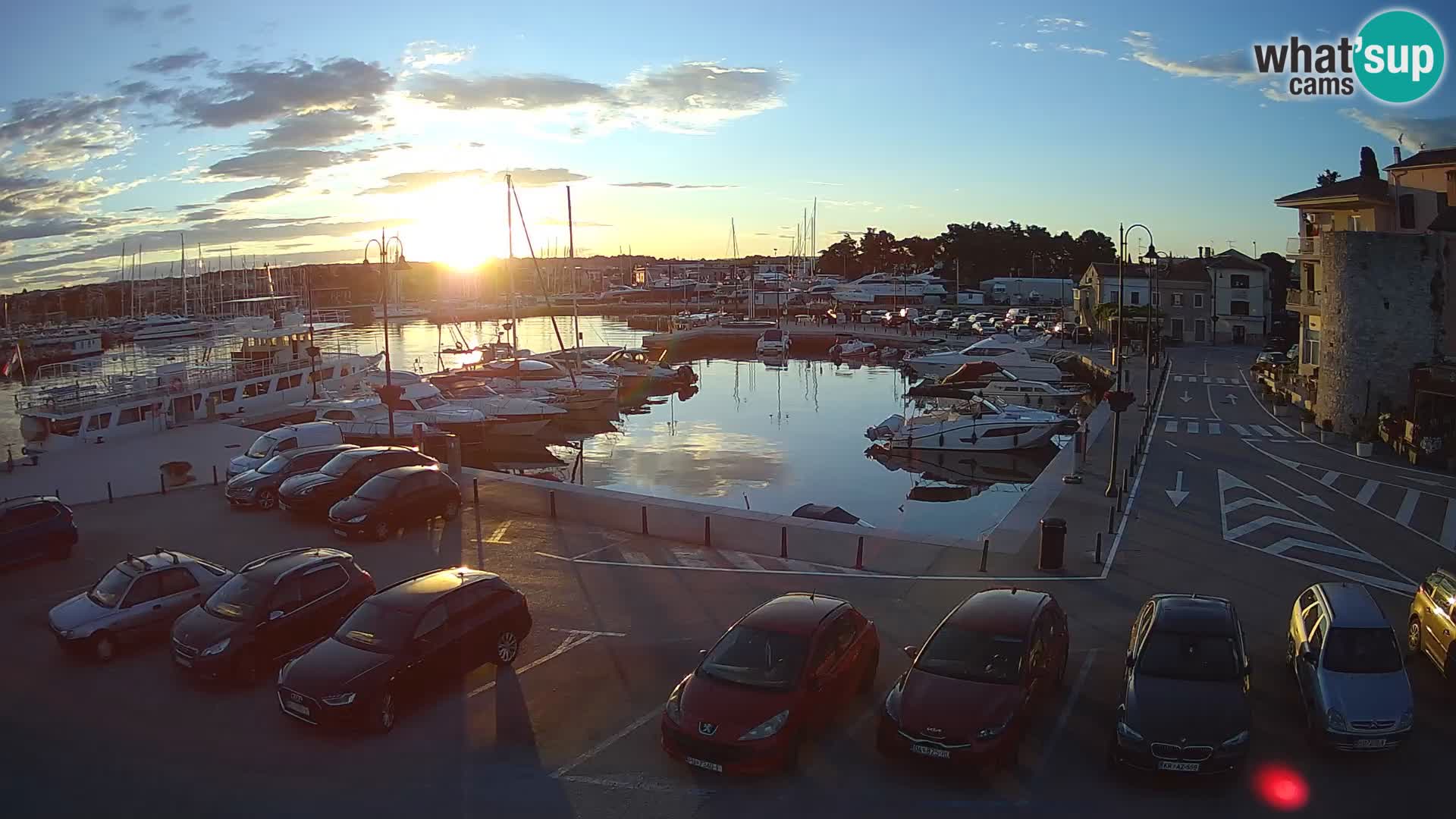 Novigrad | Porporela marina