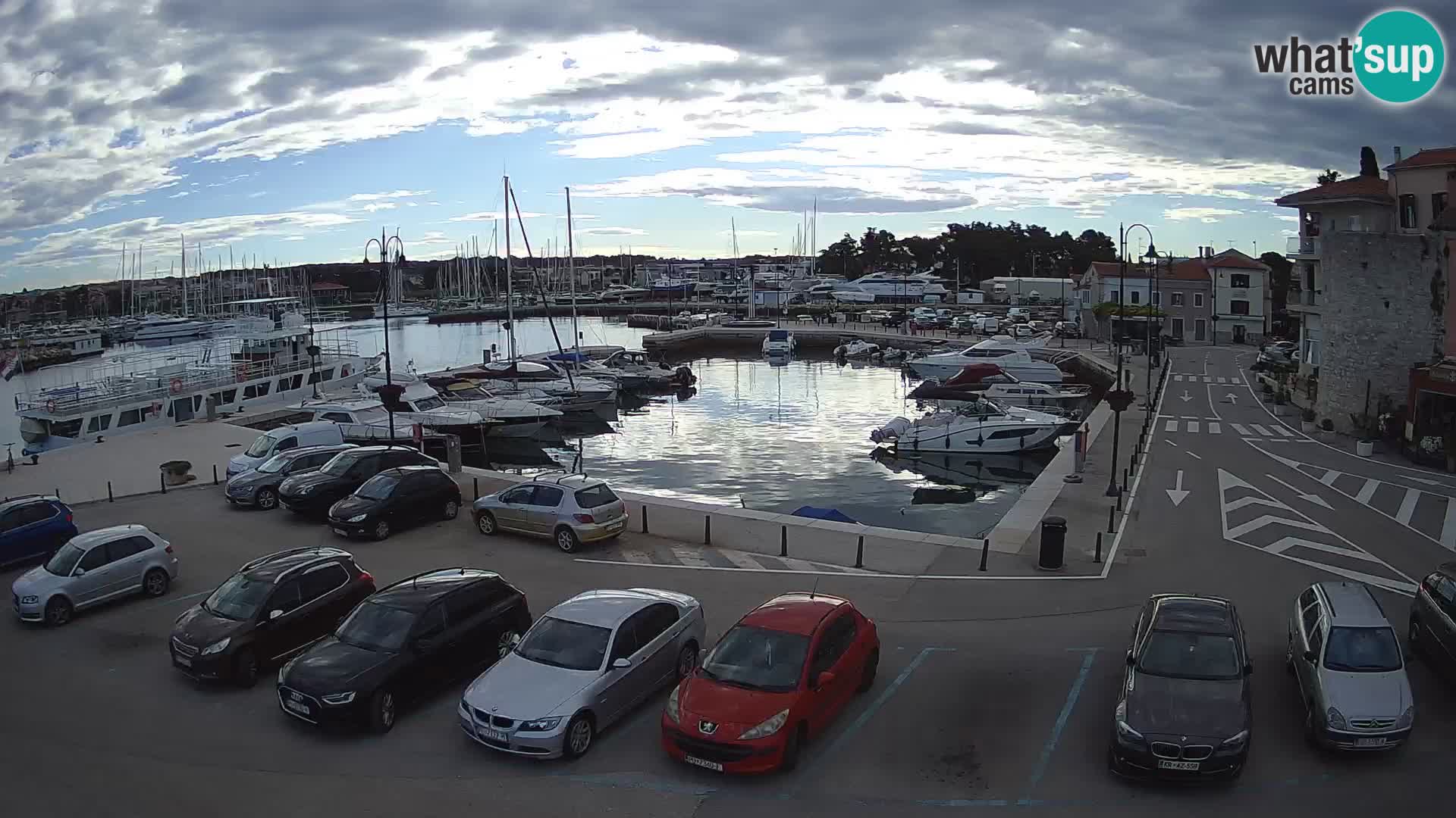 Novigrad | Porporela marina