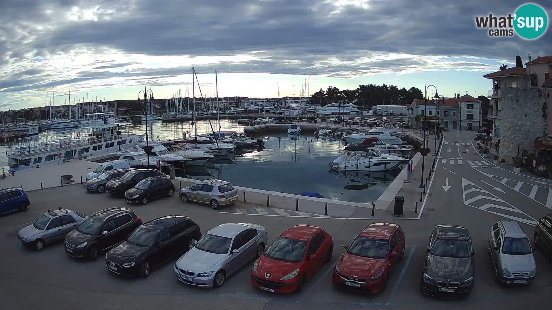 Novigrad | Porporela marina