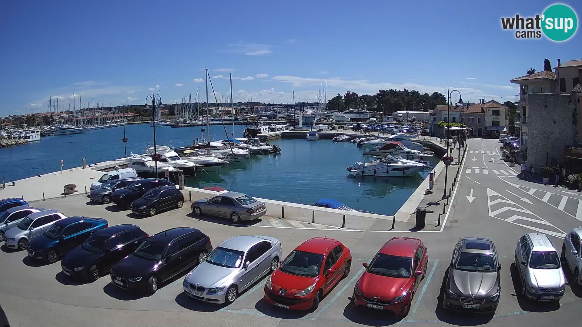 Novigrad | Porporela marina