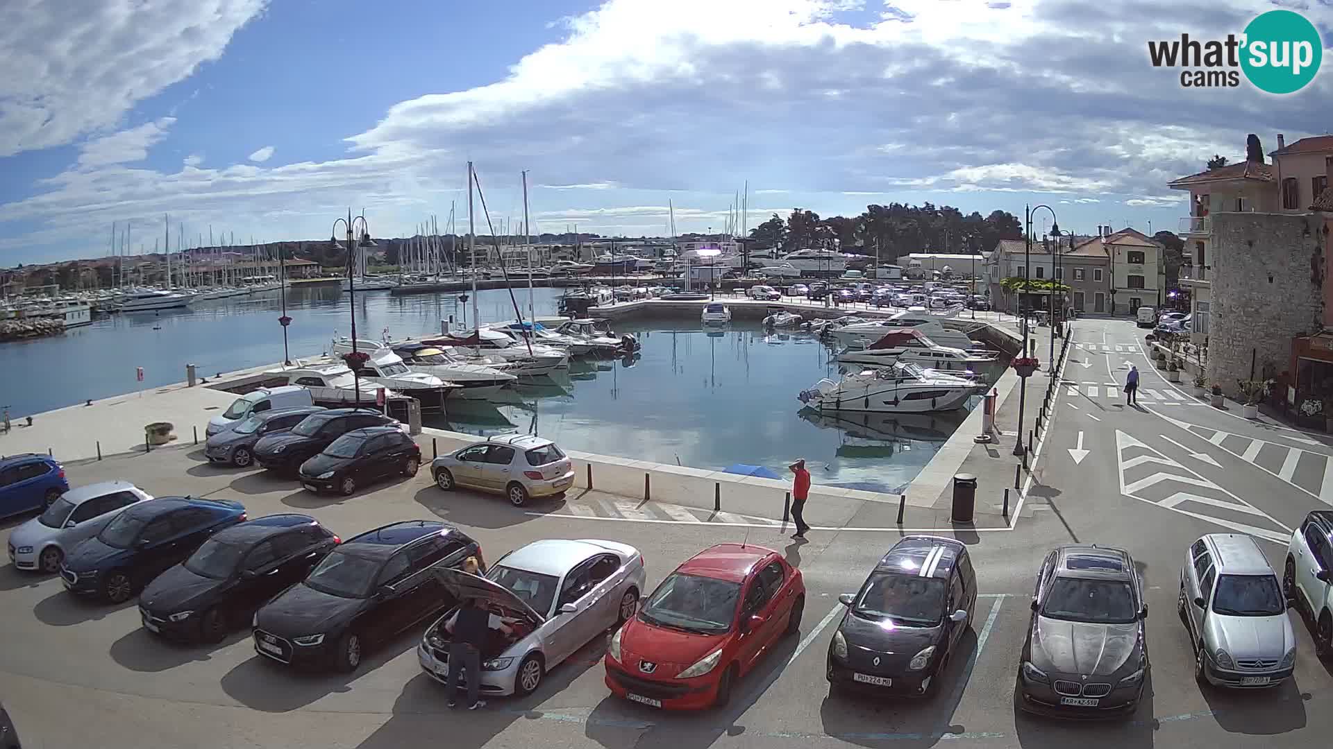 Novigrad | Porporela marina