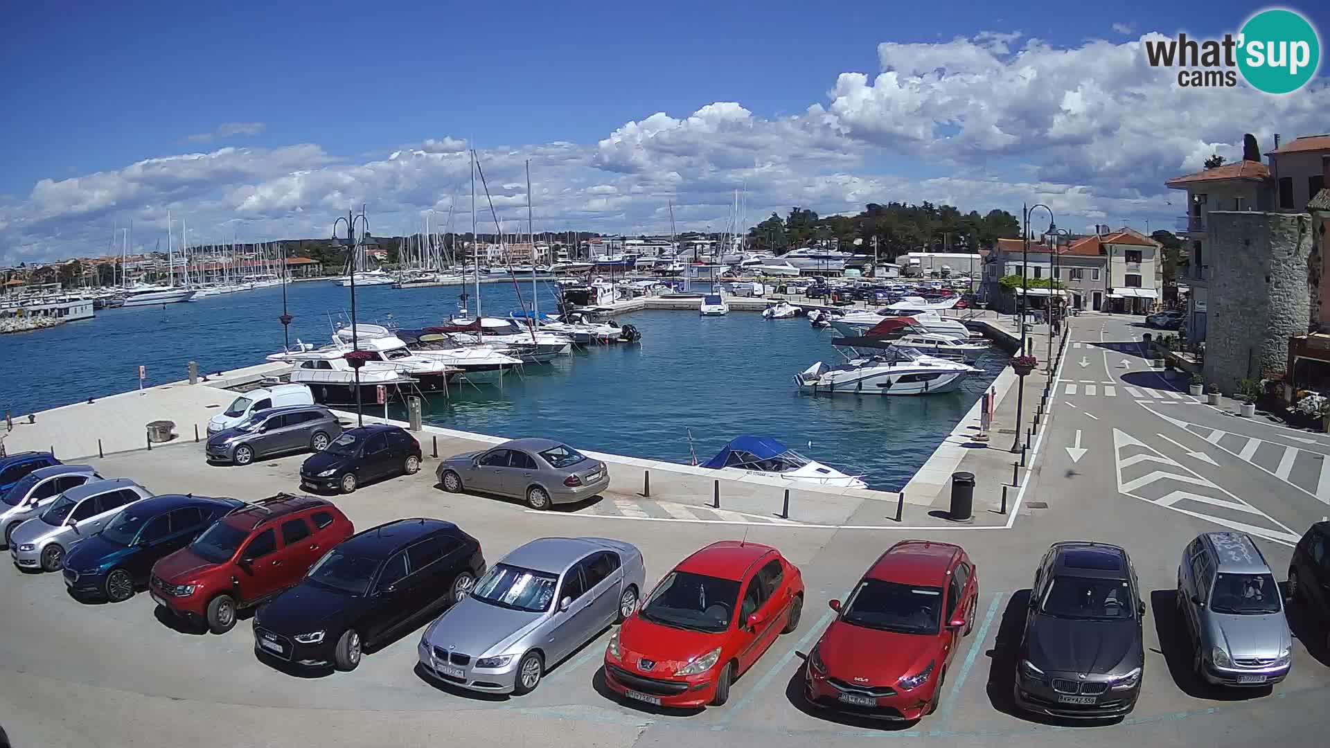 Novigrad | Porporela marina