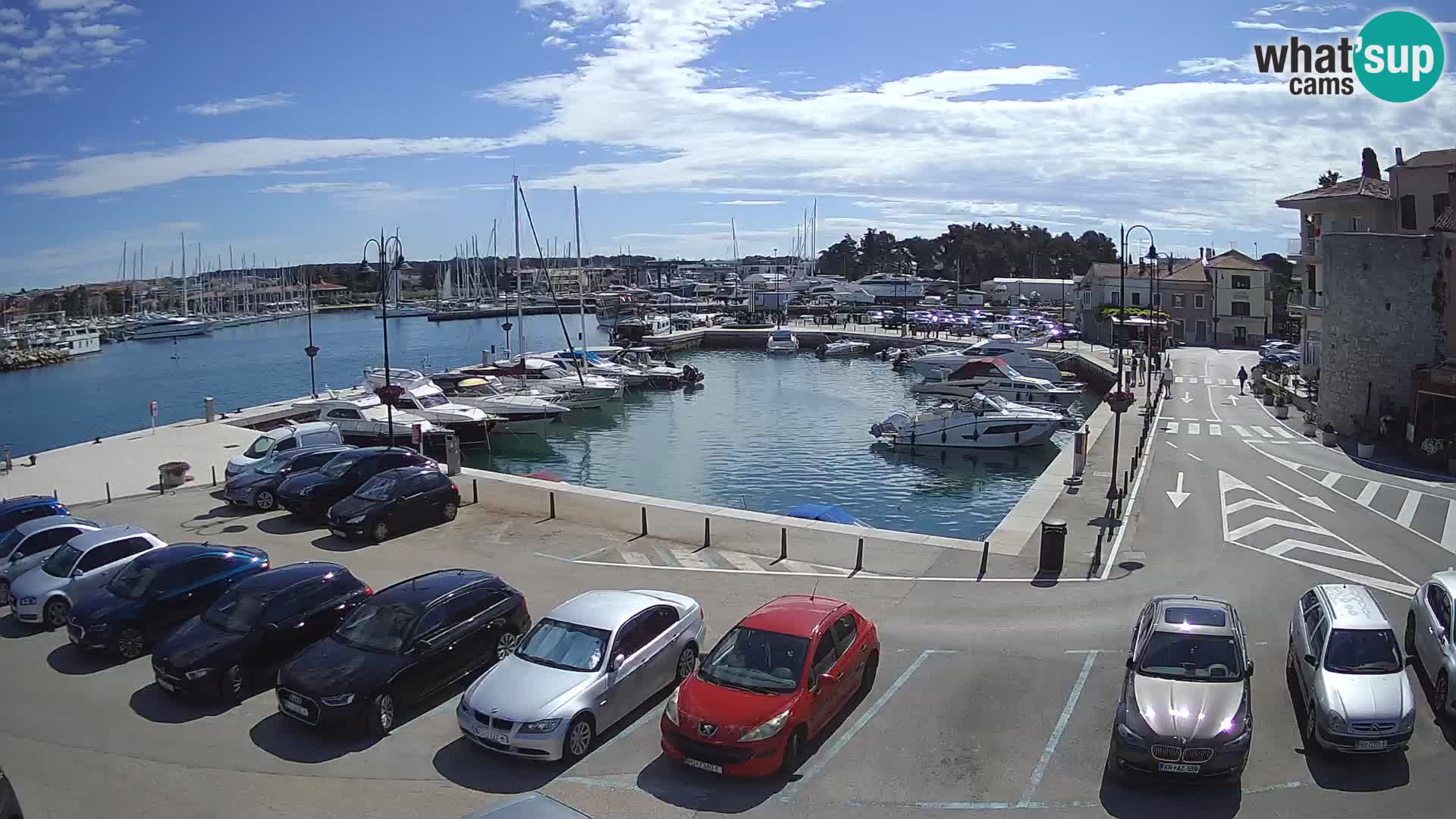 Novigrad | Porporela marina