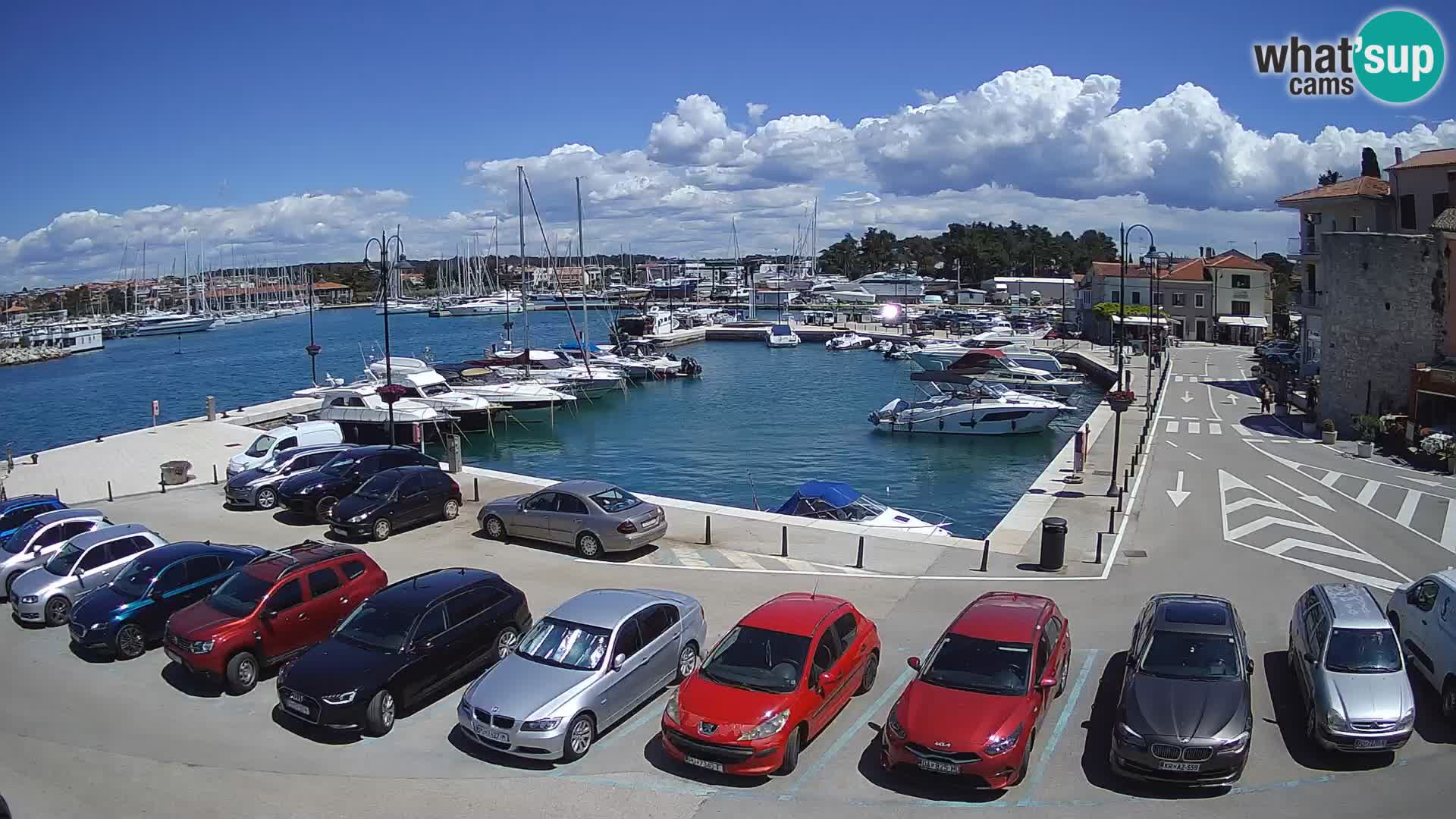 Novigrad | Porporela marina