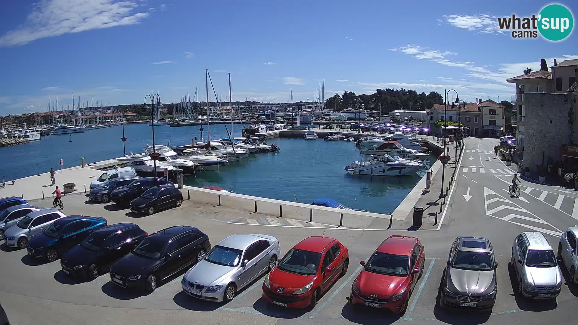 Novigrad | Porporela marina